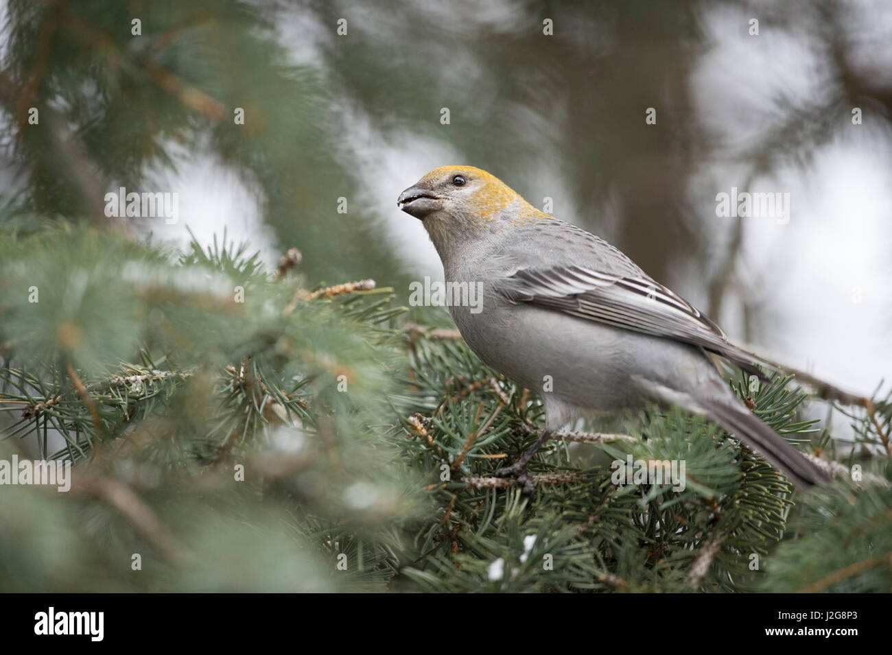 Pine grosbeak / Hakengimpel ( Pinicola enucleator ), female adult in winter, perched in a conifer, feeding on seeds, watching up to the sky,  Montana, Stock Photo
