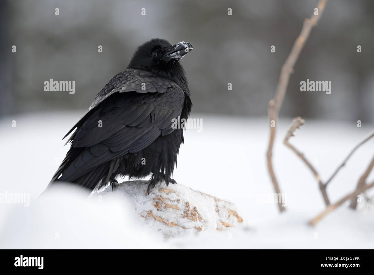 Common Raven / Kolkrabe ( Corvus corax ) in winter, sitting on snow covered ground, looks funny with snow on its beak, Yellowstone area, Montana, USA. Stock Photo