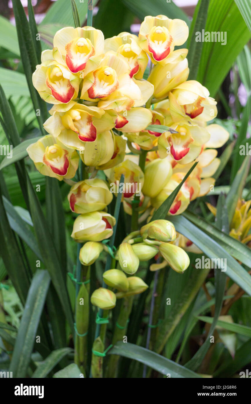 Yellow orchids planted in a garden in Northern Thailand Stock Photo