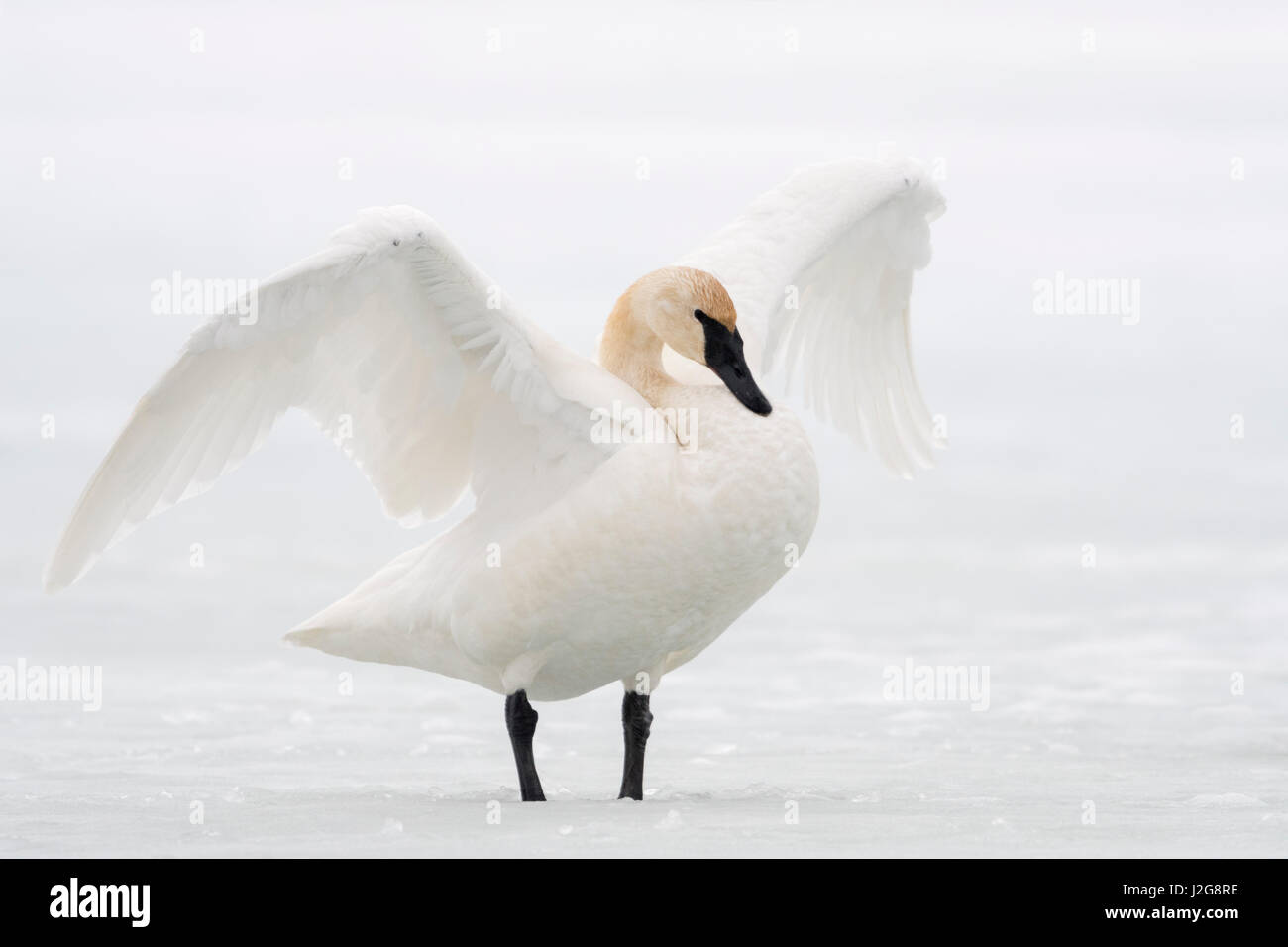 Trumpeter Swan / Trompeterschwan ( Cygnus buccinator ) in winter, flapping its wings, standing on a frozen river, Grand Teton NP, Wyoming, USA. Stock Photo