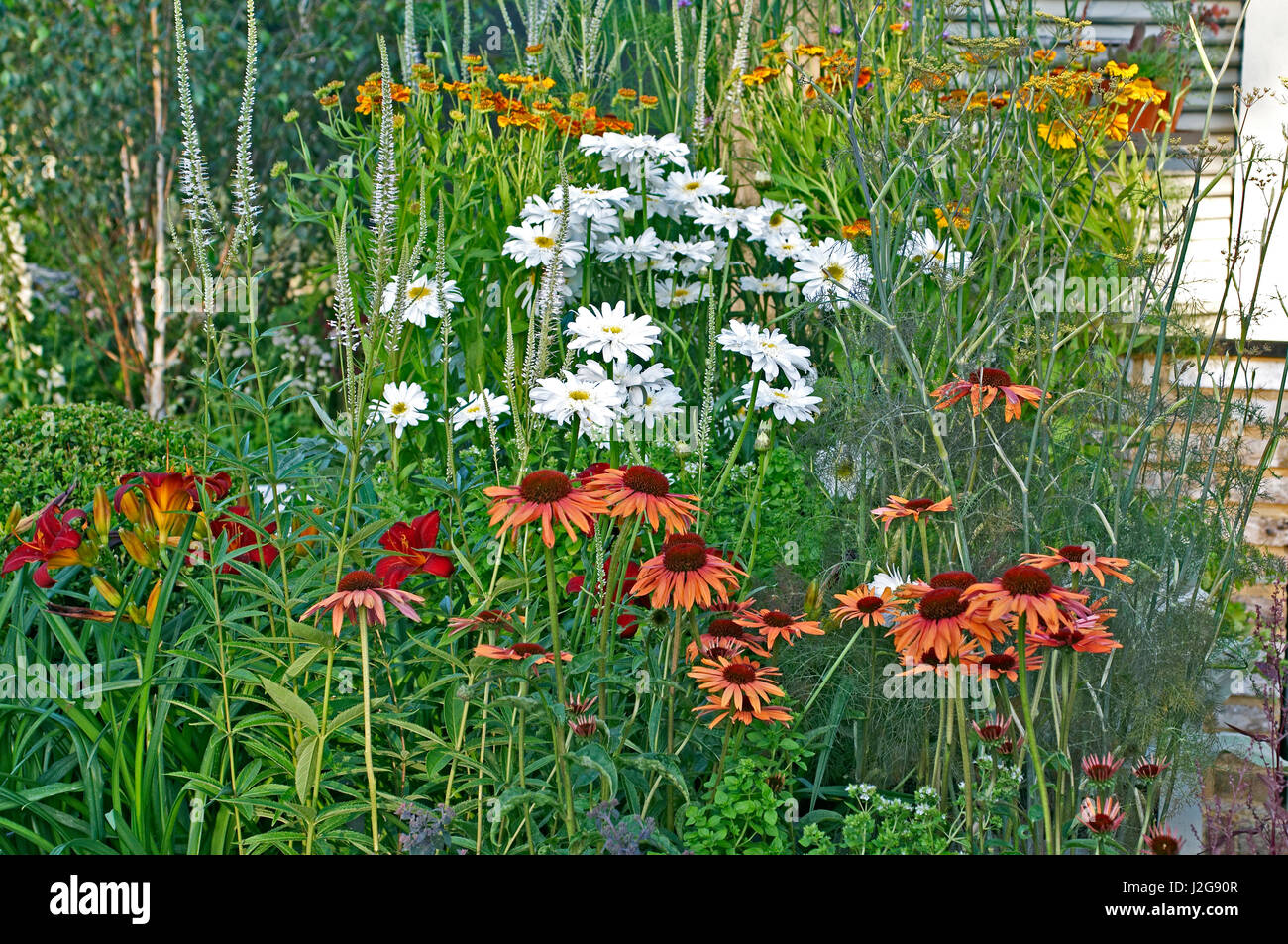 Detail of a flower border with Leucanthemum and Echinacea in a  Chef's Kitchen garden Stock Photo