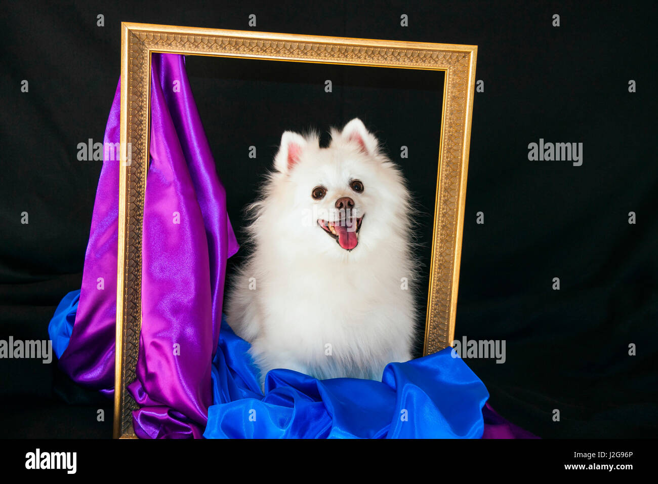 A picture of an American Eskimo dog Stock Photo