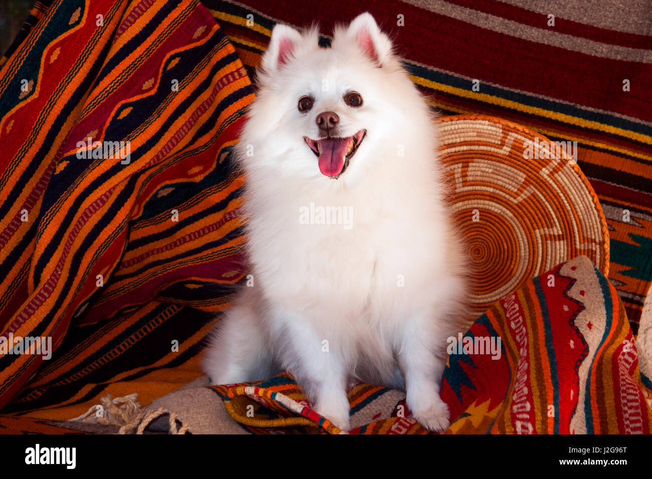 American Eskimo dog sitting on rugs Stock Photo