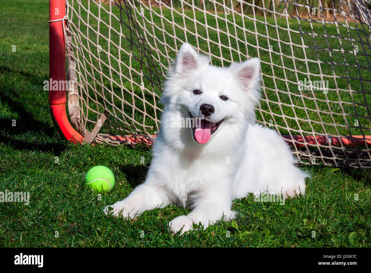 American Eskimo, Los Angeles, California, United States of America (MR
