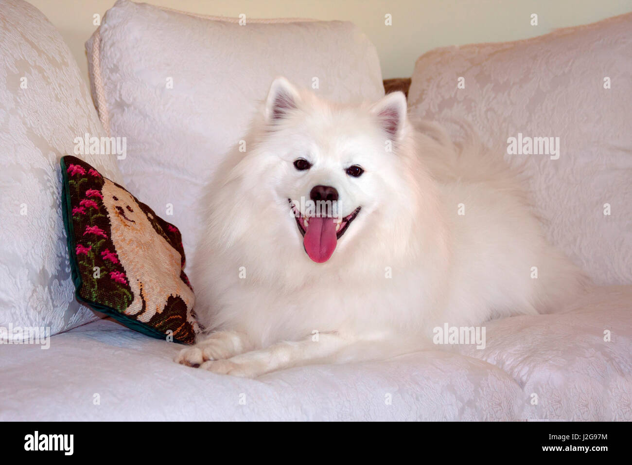 American Eskimo dog blending in (MR & PR) Stock Photo