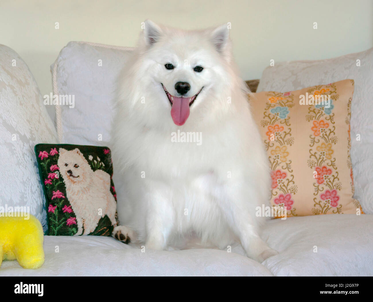 American Eskimo dog on white couch with pillows (MR & PR) Stock Photo