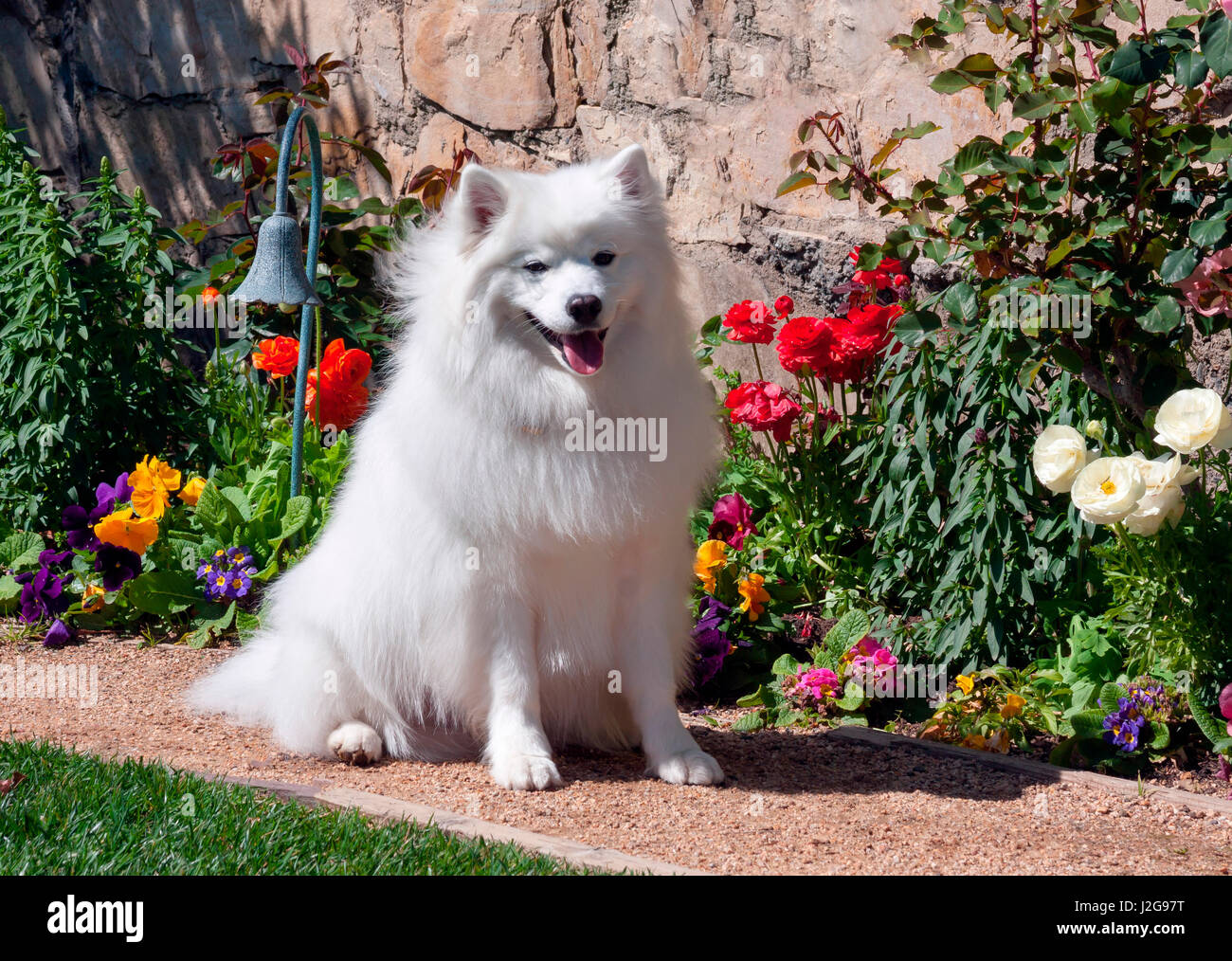 American Eskimo dog on garden path with flowers (MR & PR) Stock Photo