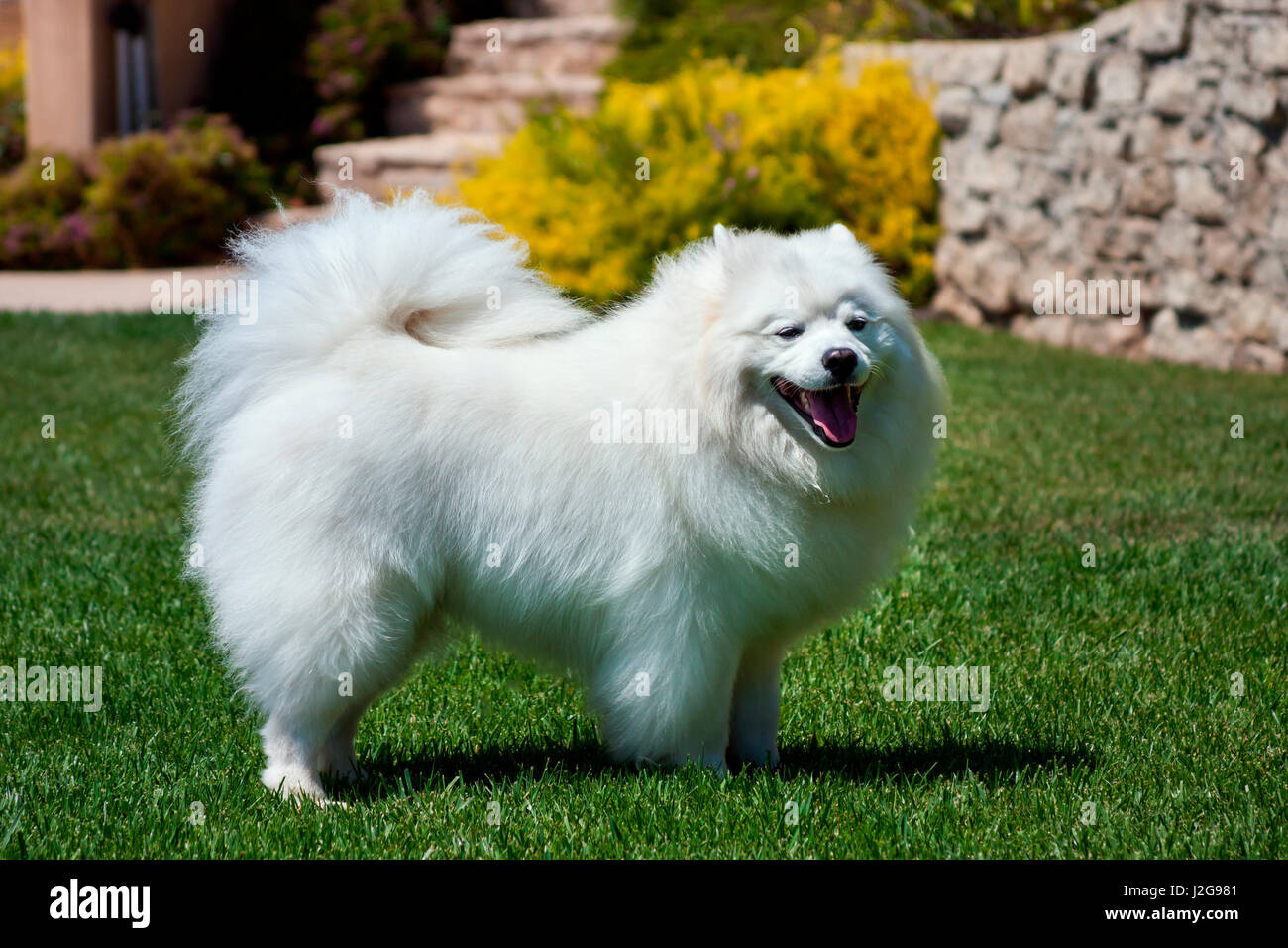 American Eskimo dog standing on a lawn (MR & PR) Stock Photo