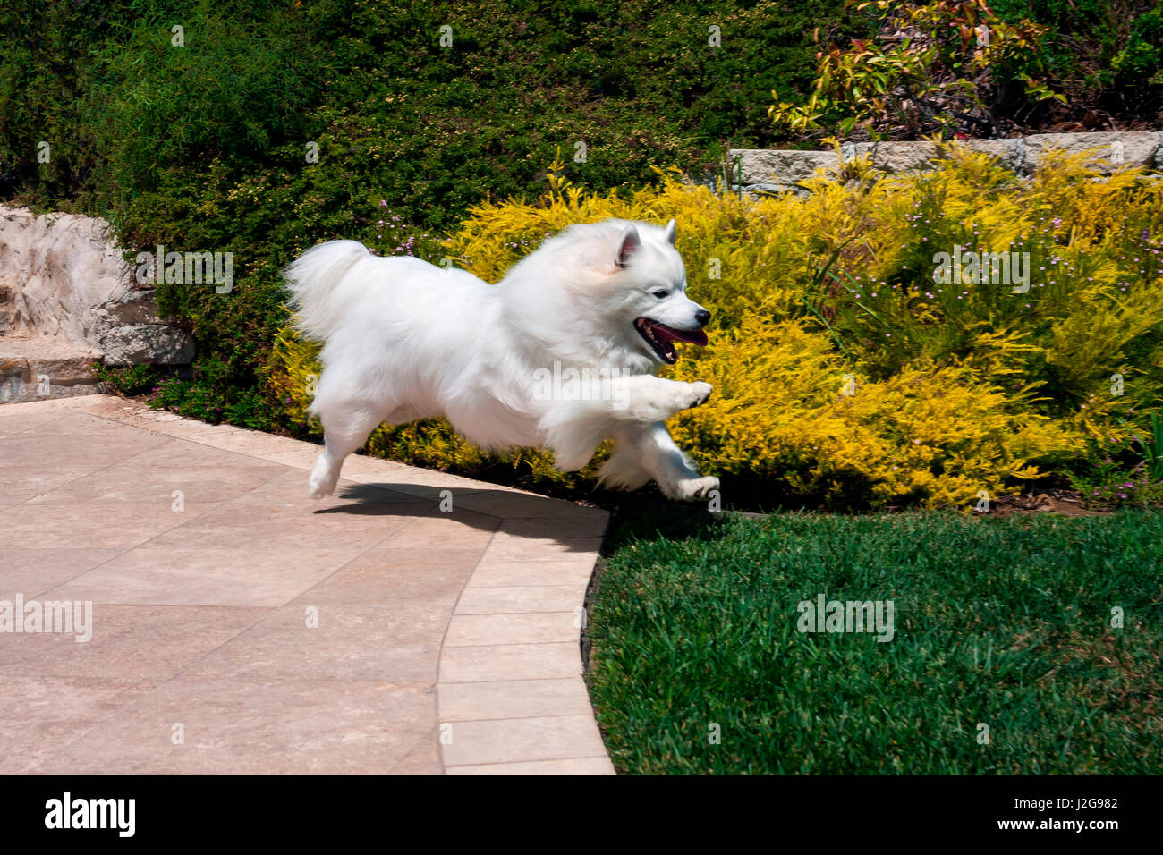 American Eskimo dog running in a garden (MR & PR) Stock Photo