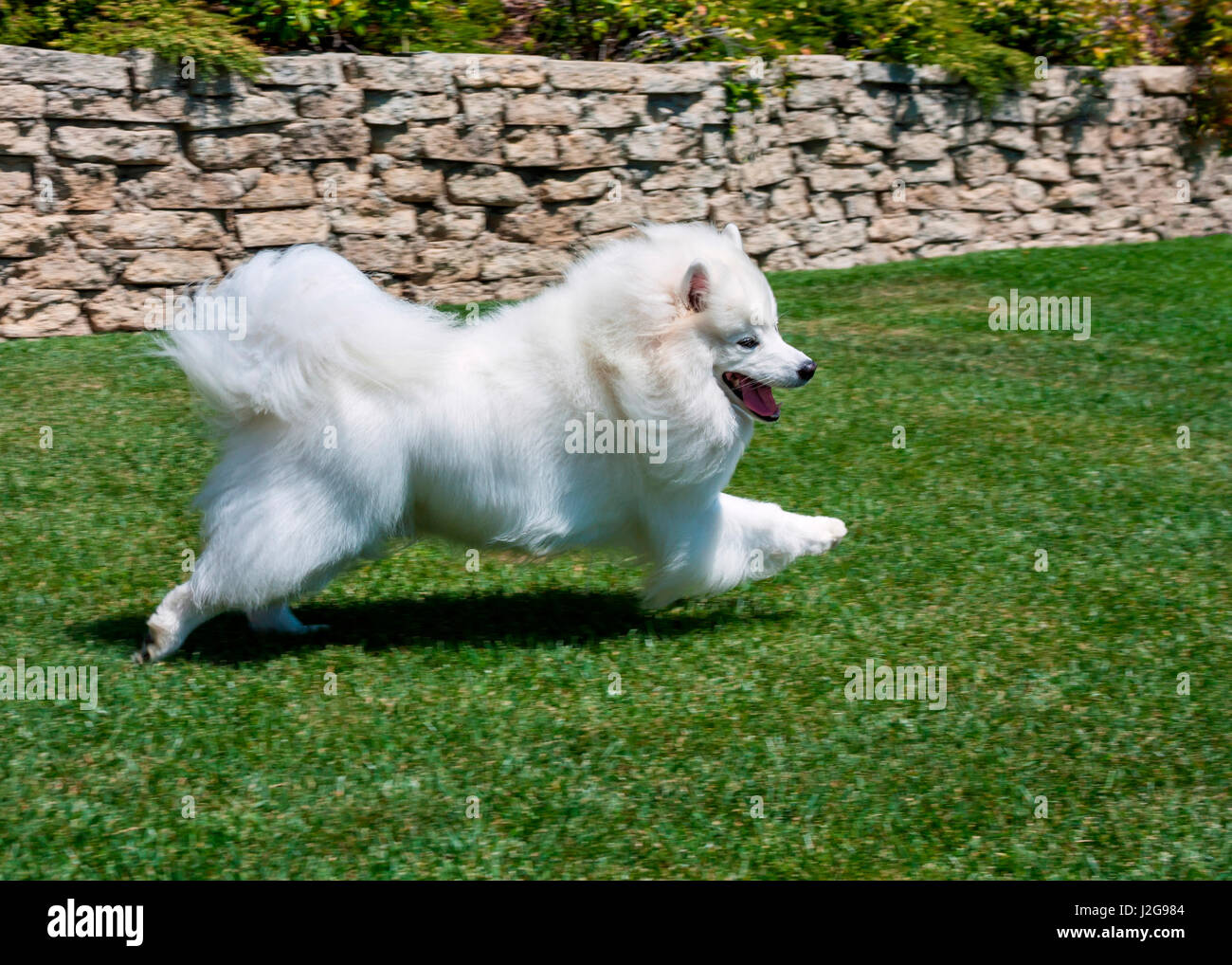 American Eskimo dog running in a garden (MR & PR) Stock Photo