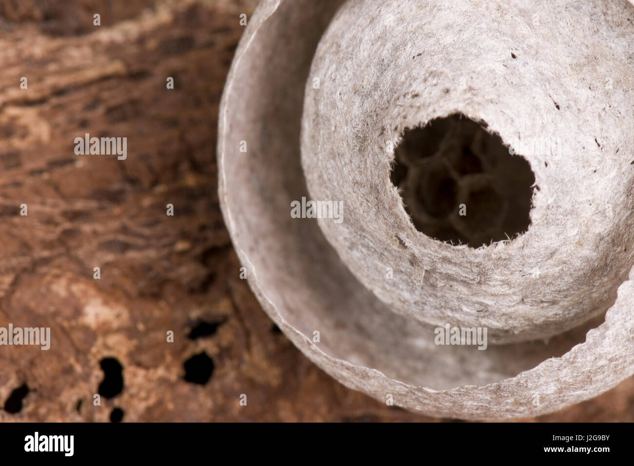 Starting nest of common wasp on wood structure Stock Photo - Alamy