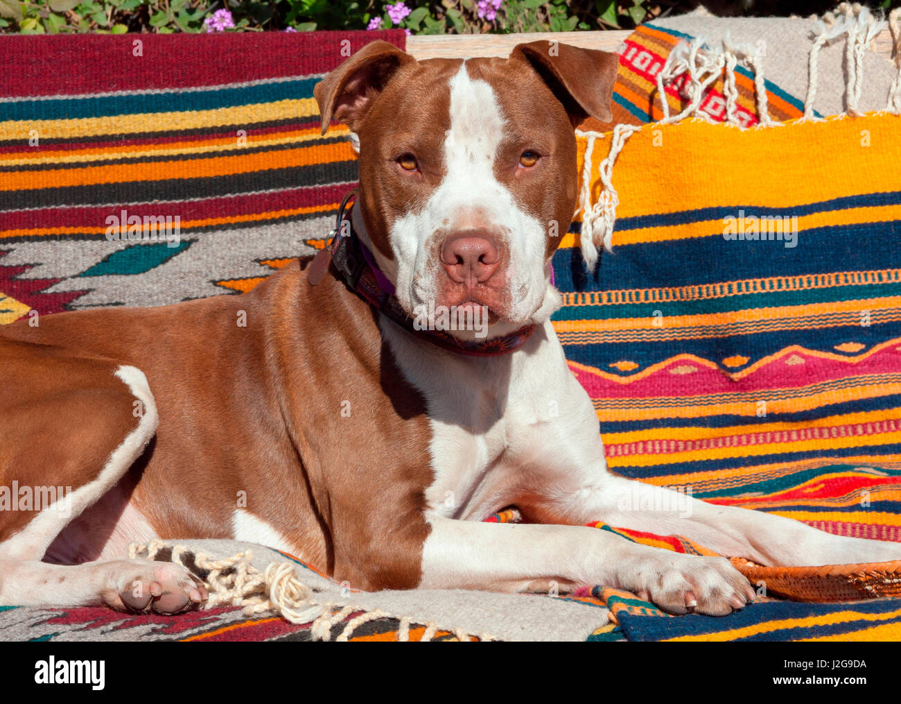 American Pit Bull lying on blankets (MR Stock Photo Alamy