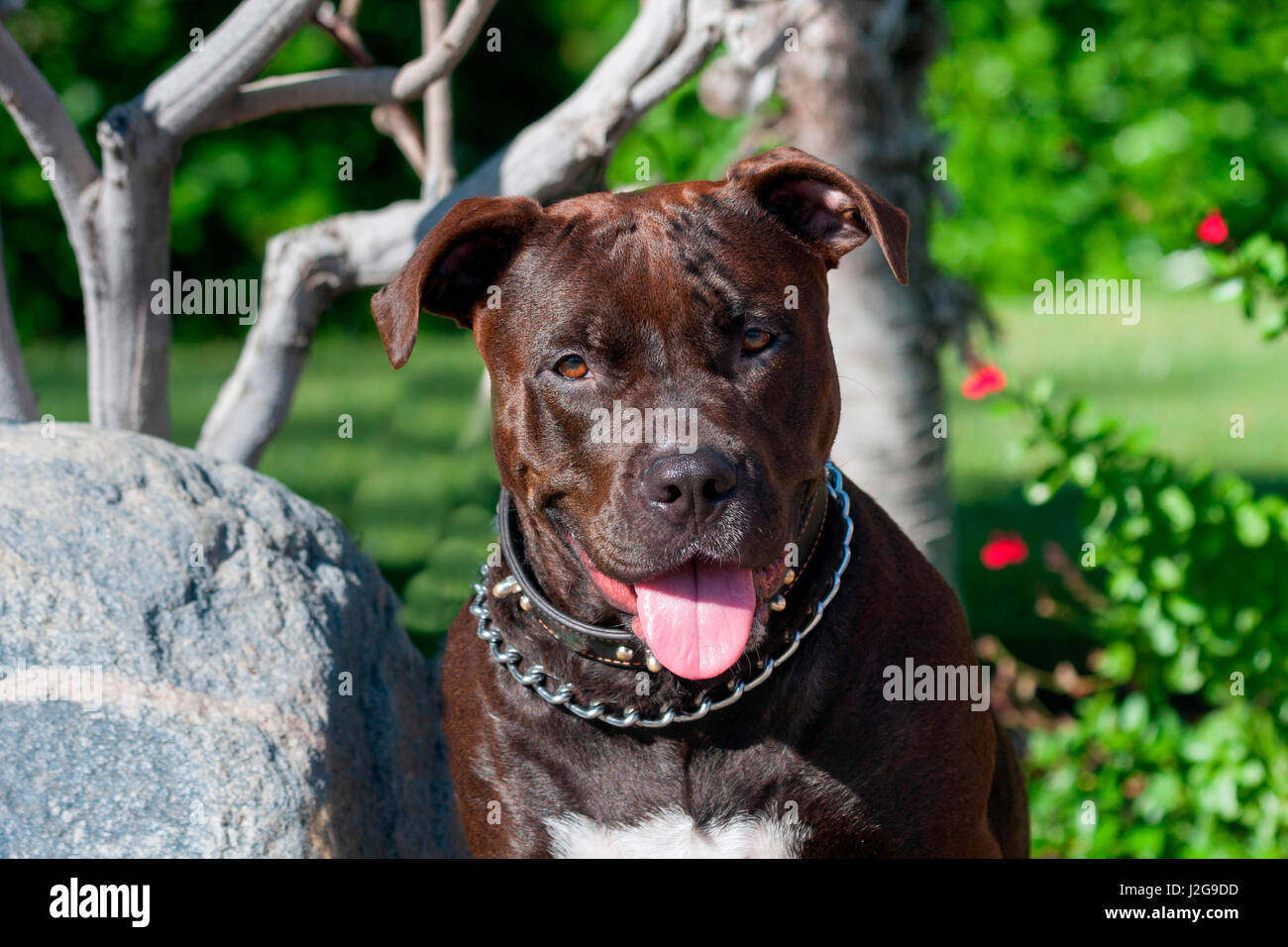 American Pit Bull sitting by rock (MR Stock Photo Alamy