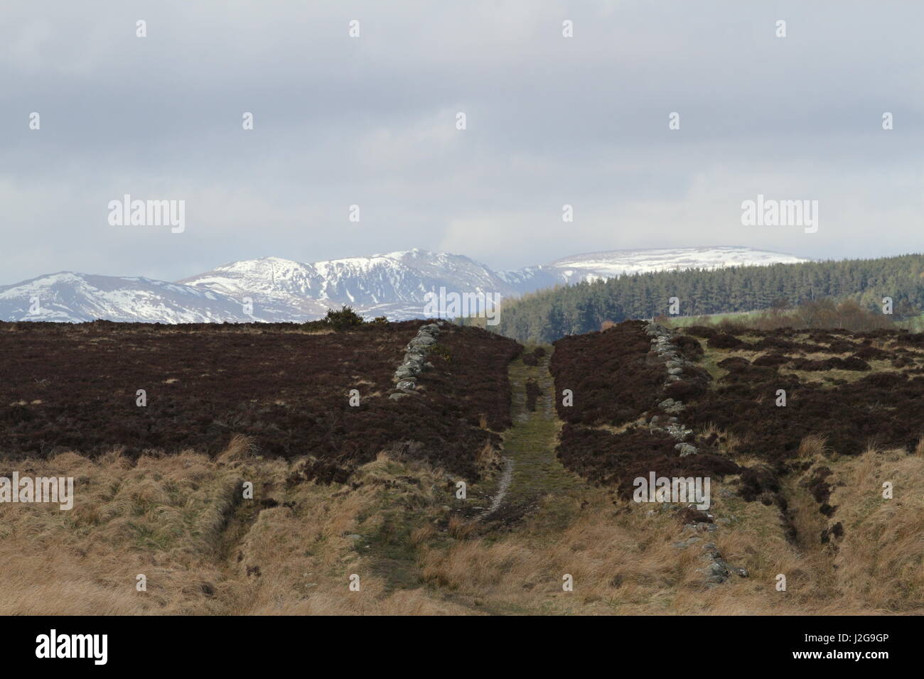 Cateran Trail and distant mountains of Glenshee Ski Centre Scotland ...