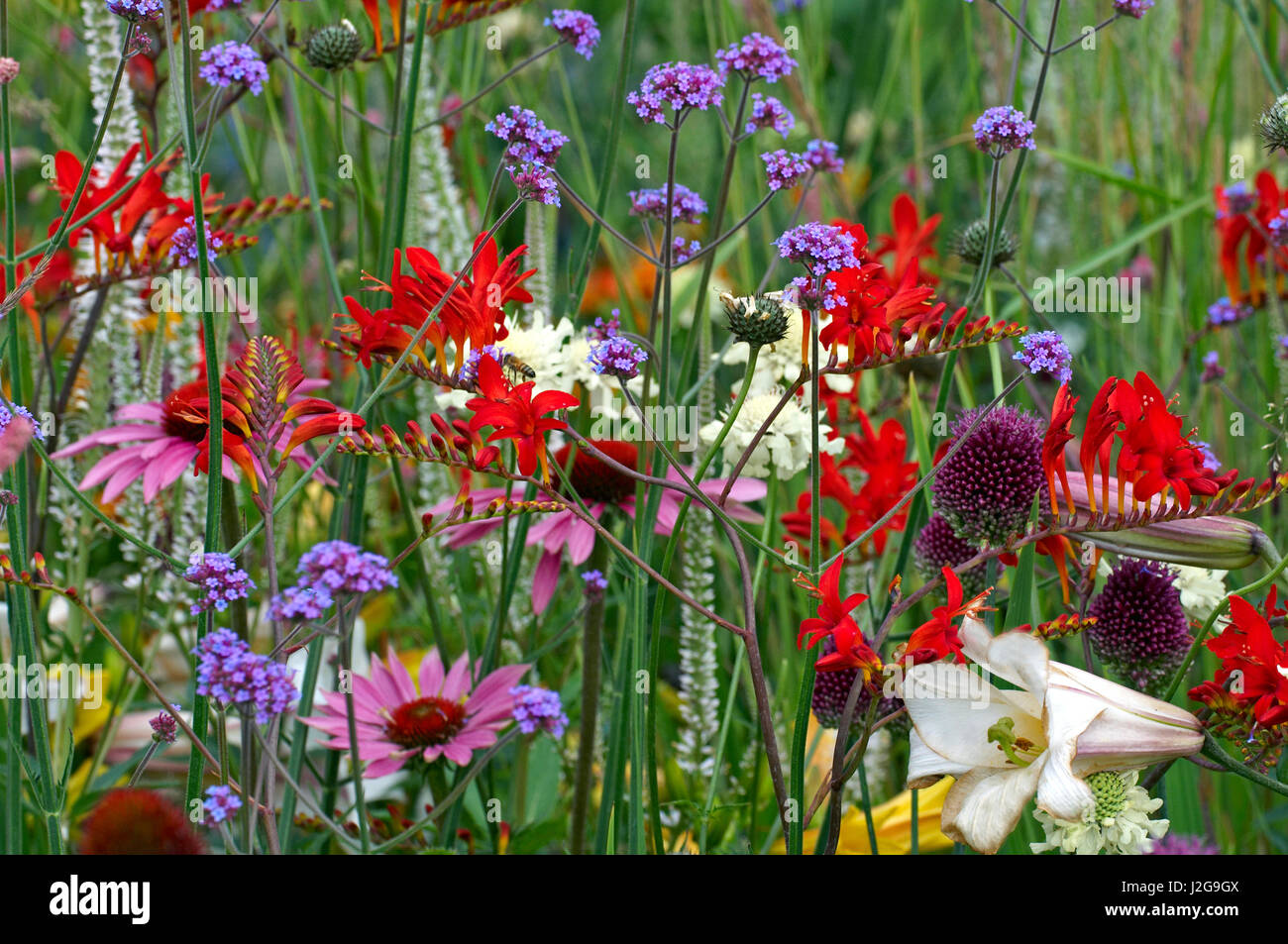 A close up of a colourful flower border with crocosmia, verbena and echinacea Stock Photo