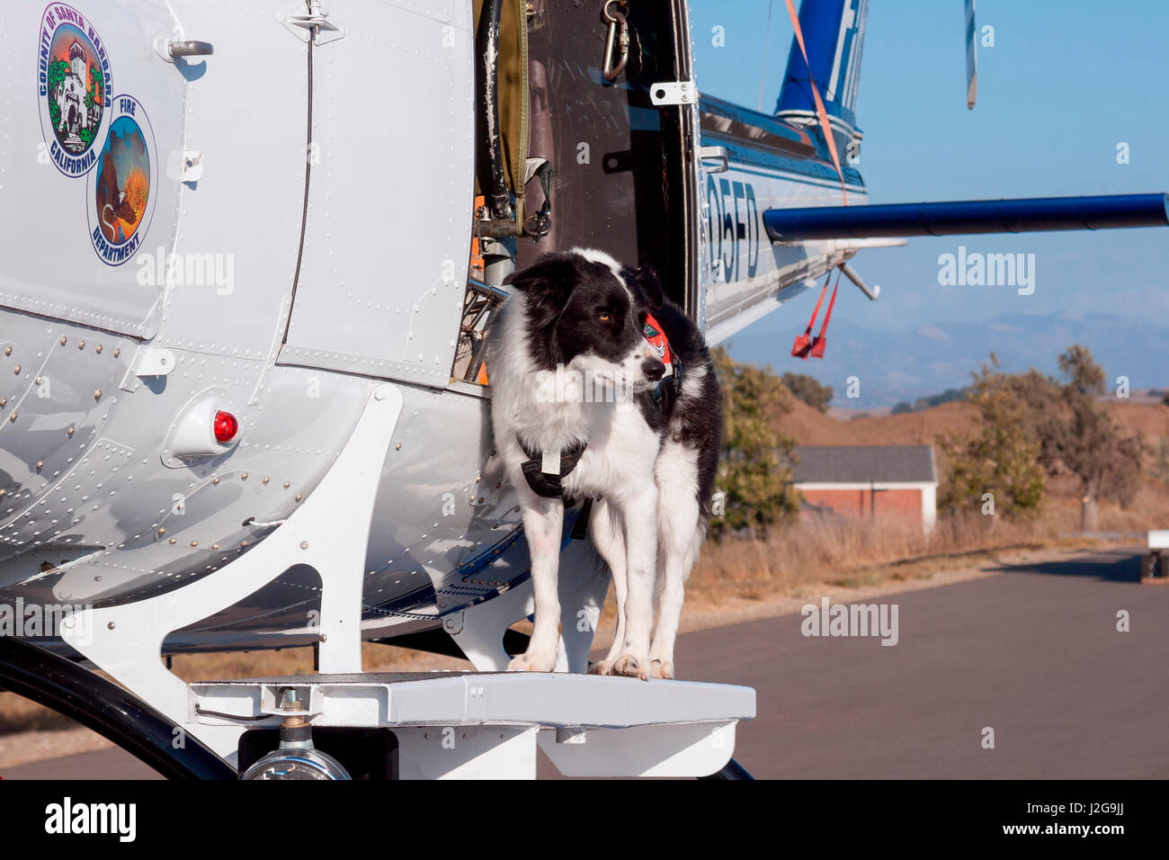 border collie search and rescue