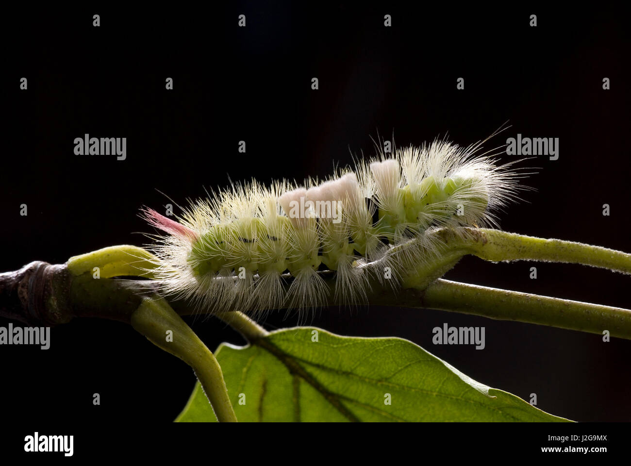 Caterpillar of Calliteara pudibunda Stock Photo