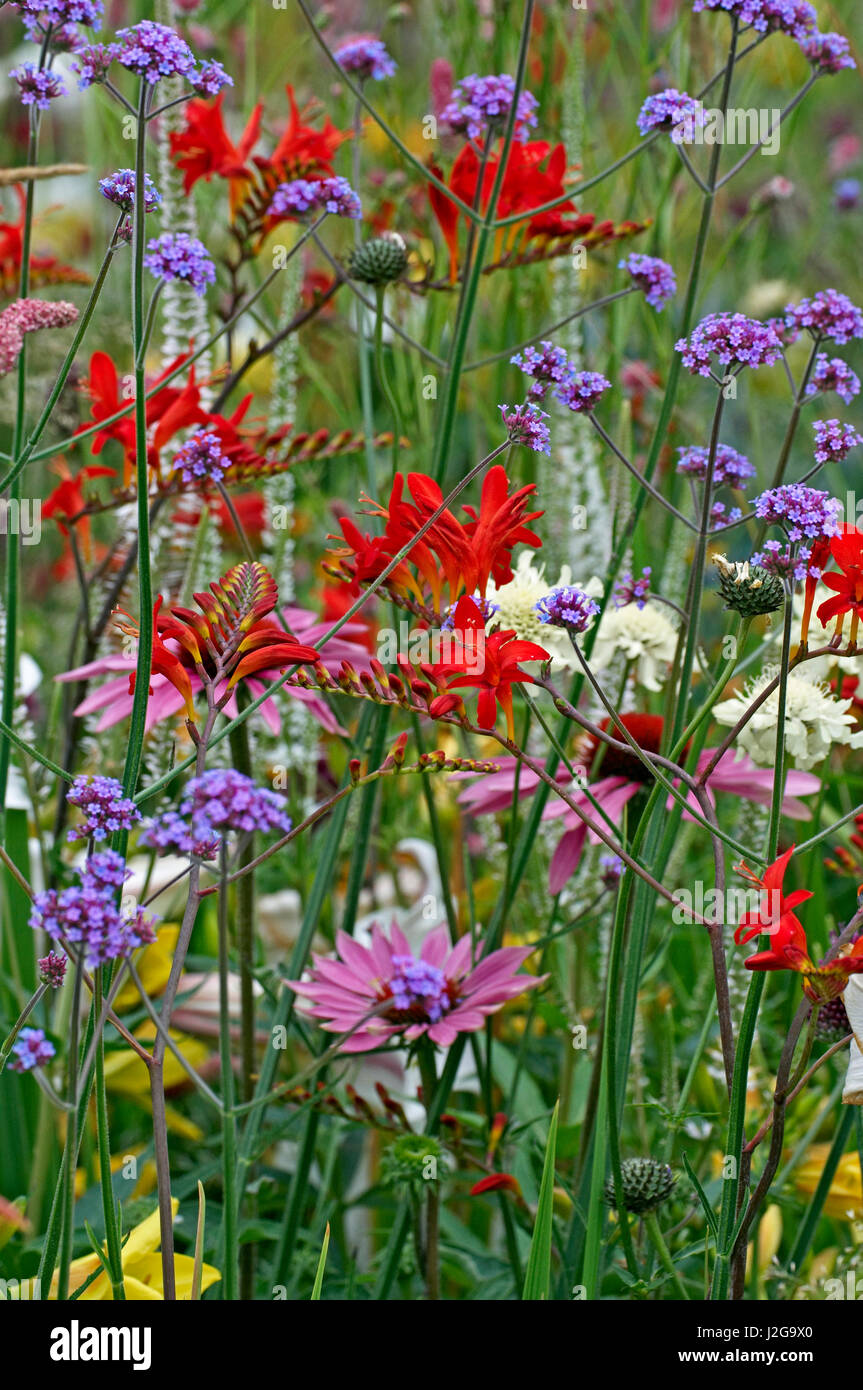 A close up of a colourful flower border with crocosmia, verbena and echinacea Stock Photo