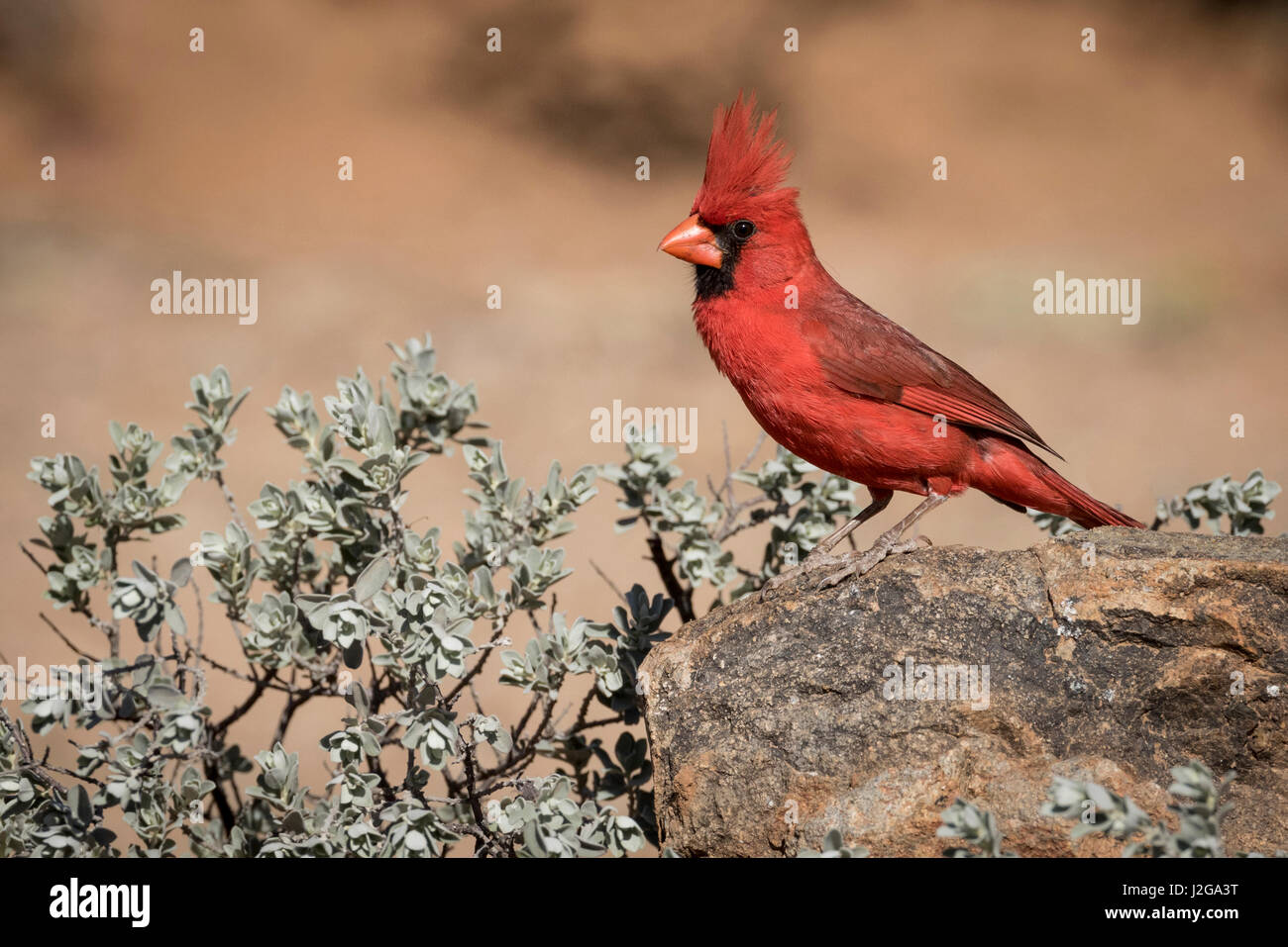 USA, Arizona, Amado. Male northern cardinal on rock. Credit as: Wendy Kaveney / Jaynes Gallery / DanitaDelimont.com Stock Photo