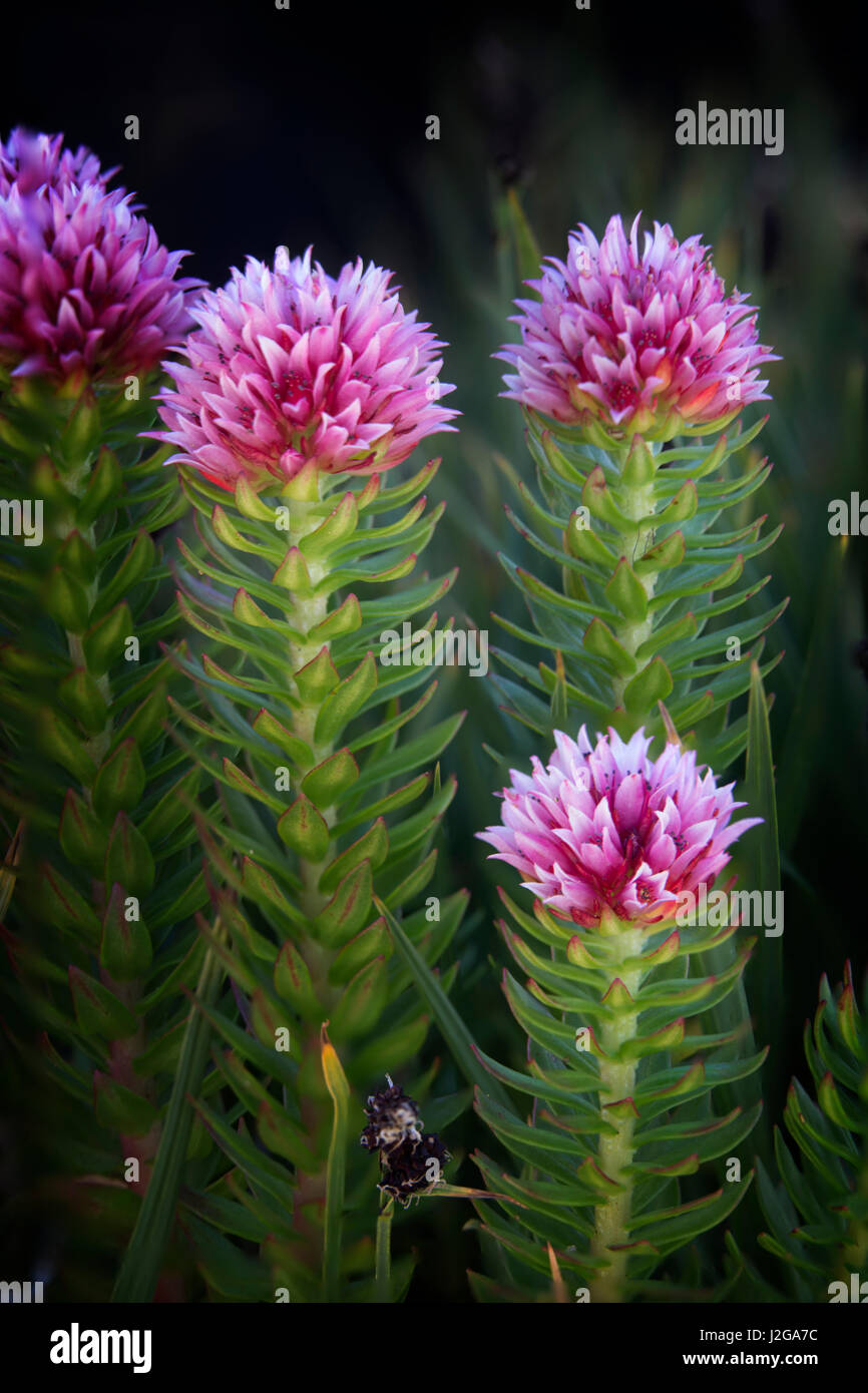 USA, Colorado, Mt. Evans. Close-up of Queen's Crown flowers. Credit as: Don Grall / Jaynes Gallery / DanitaDelimont.com Stock Photo