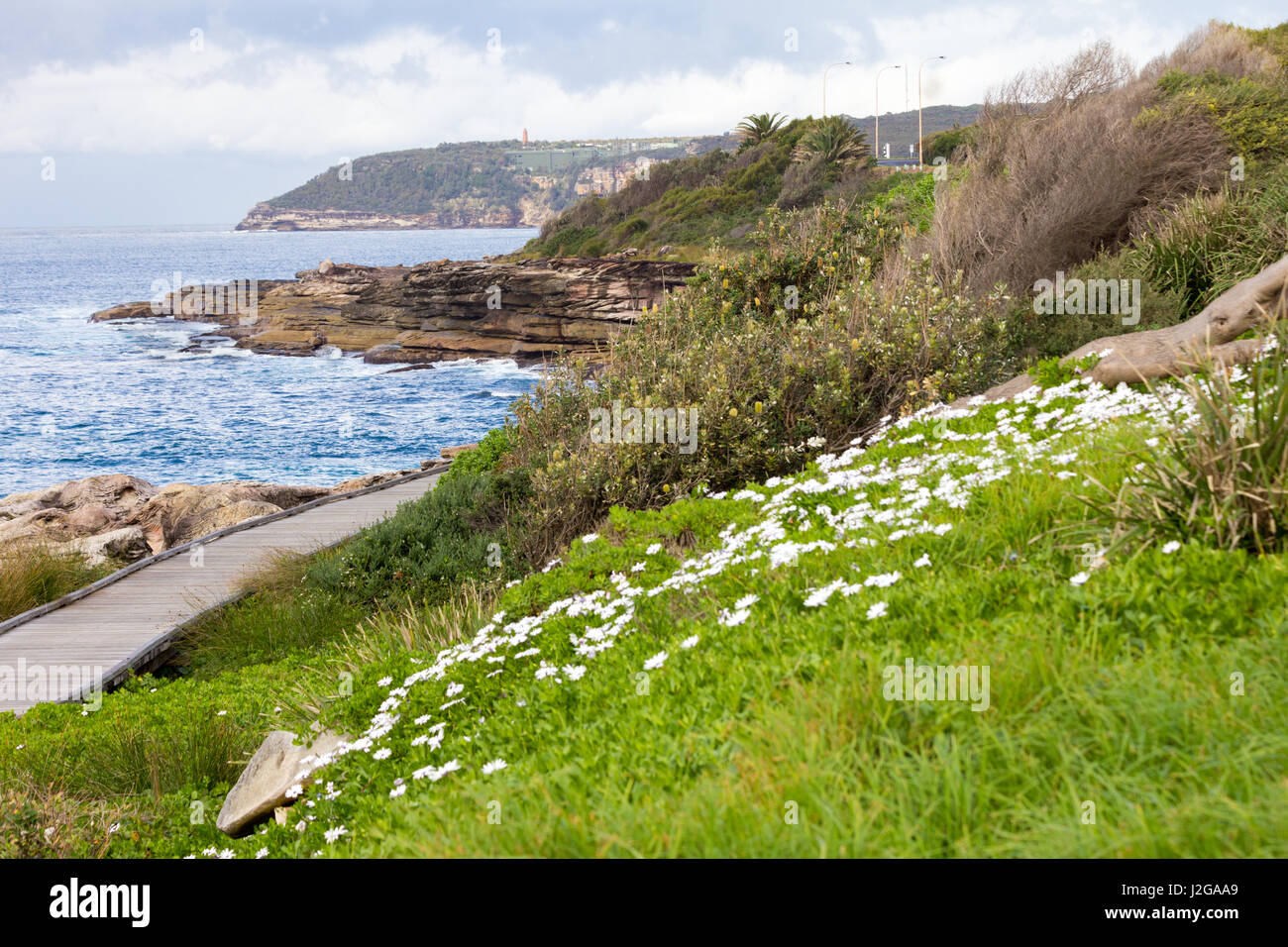 Wild flowers growing by the side of the  boardwalk on the New South Wales coastline near Freshwater Bay, Sydney, Australia Stock Photo
