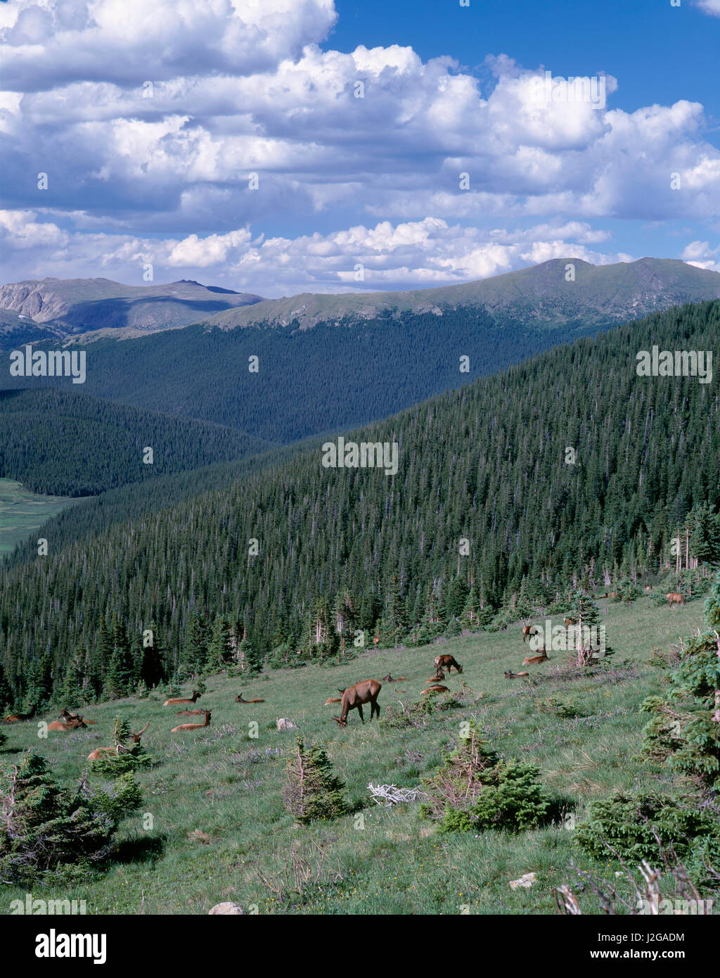 USA, Colorado, Rocky Mountain National Park, Herd of Rocky Mountain Elk ...