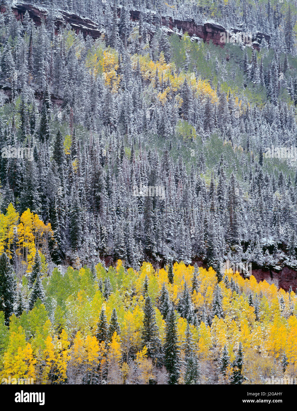 USA, Colorado, Uncompahgre National Forest, Fall snowstorm blankets aspen and conifers on slopes of Ballard Mountain. (Large format sizes available) Stock Photo