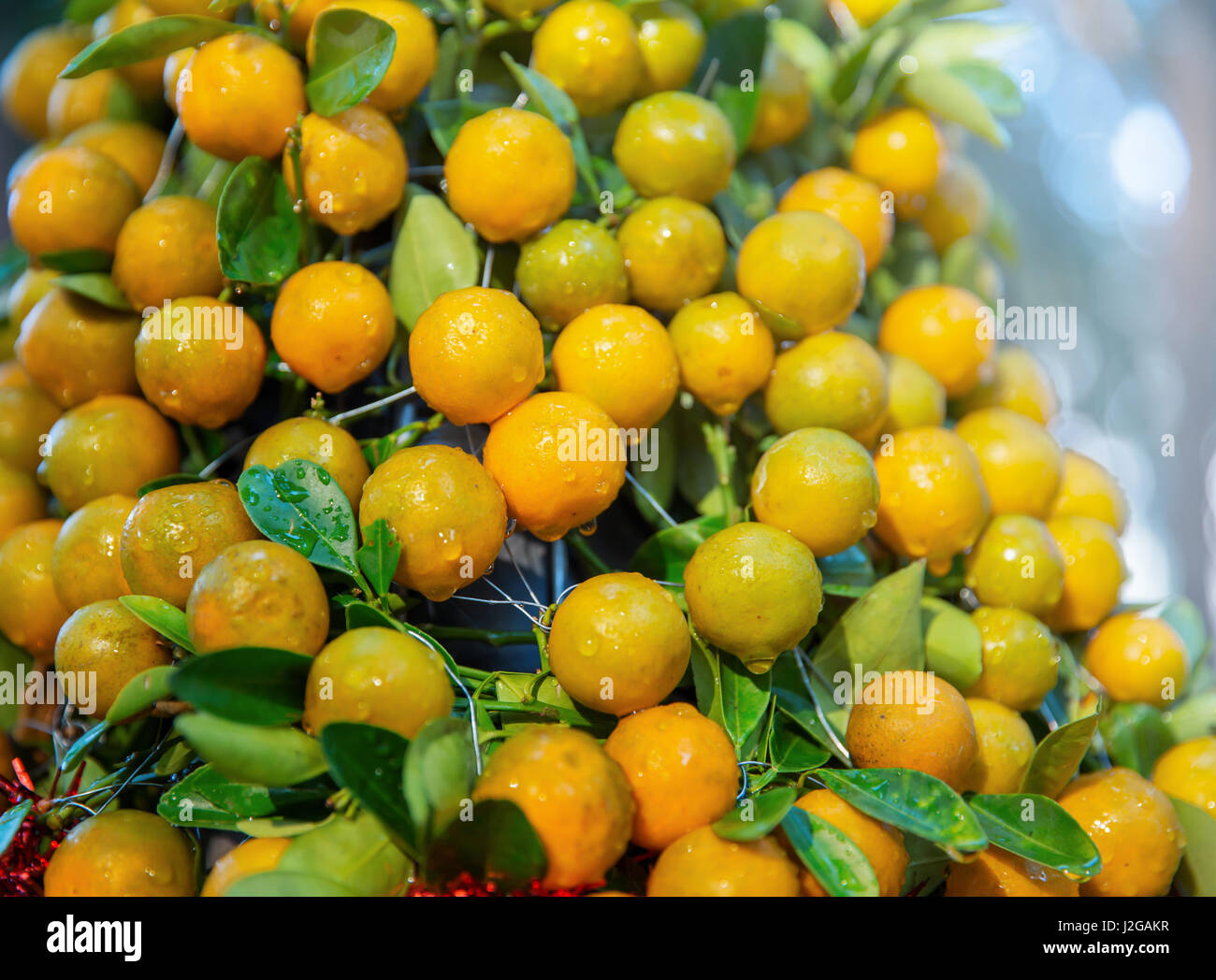 Citrus tangerine, mandarin, kumquat orange fruits as the symbol of