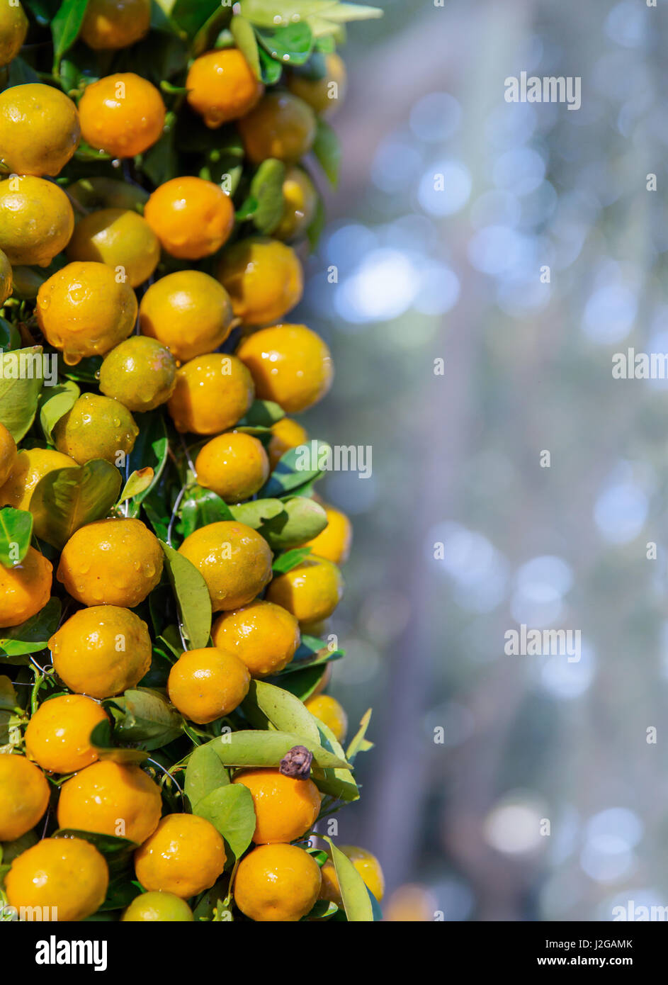 Citrus tangerine, mandarin, kumquat orange fruits as the symbol of
