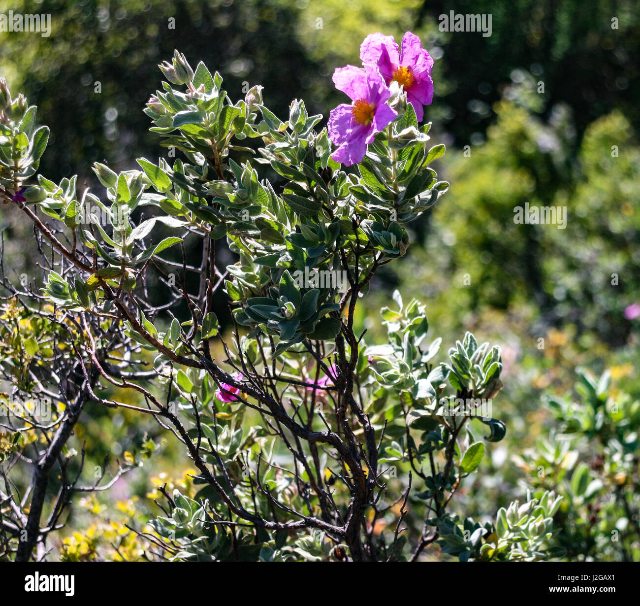 Flowers of Provence : Cistus albidus Stock Photo