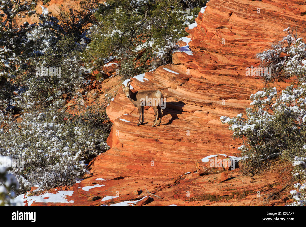 In this shot a desert bighorn sheep stands precariously on a red rock point within viewing distance of the Zion-Mount Carmel Scenic Byway.. Stock Photo