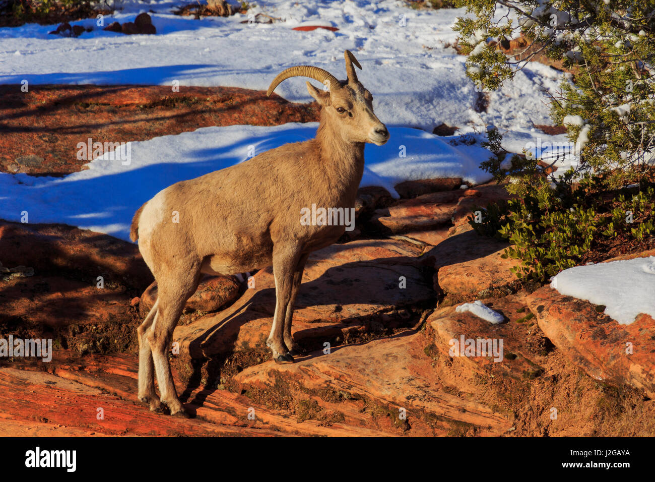 A female desert big horn sheep steps up the red rock as it grazes in Zion National Park, Utah.  This view is from the Zion-Mount Carmel Scenic Byway. Stock Photo