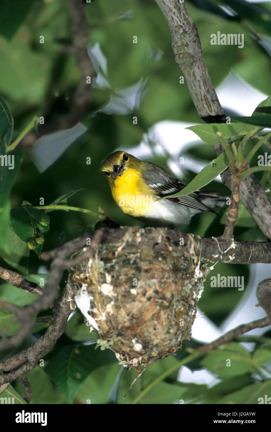 Yellow-throated Vireo (Vireo flavifrons) adult feeding nestlings, Marion County, Illinois Stock Photo