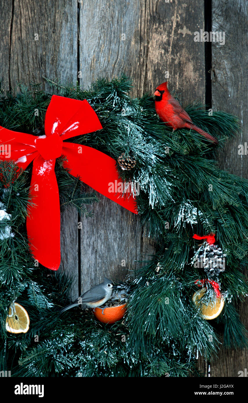 Northern Cardinal (Cardinalis Cardinalis) male and Tufted Titmouse (Baeolophus bicolor) on holiday wreath made for birds on barn door in winter, Illinois Stock Photo