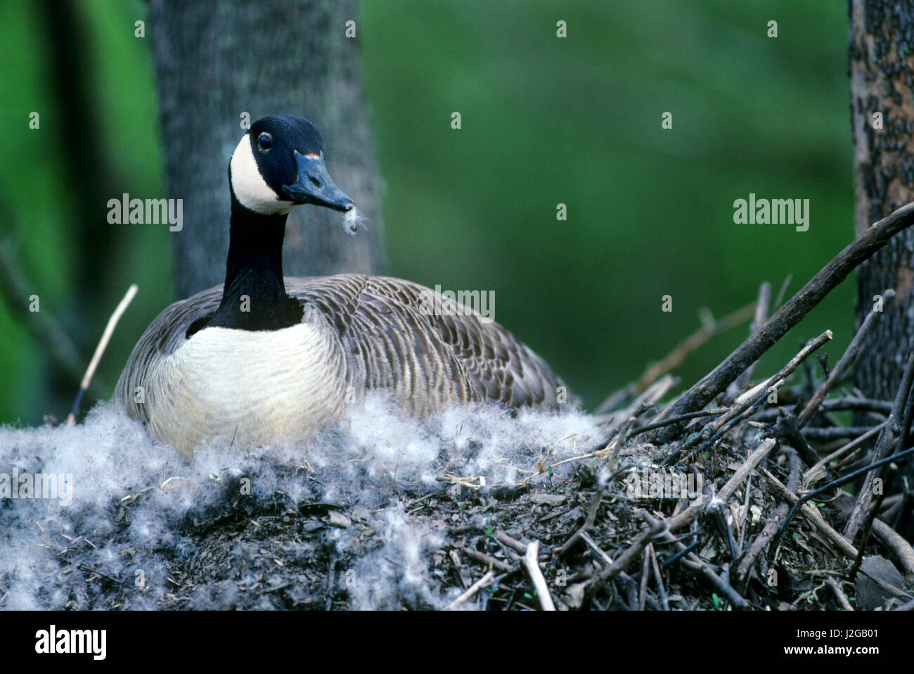 Ecobirder Young Canada Goose