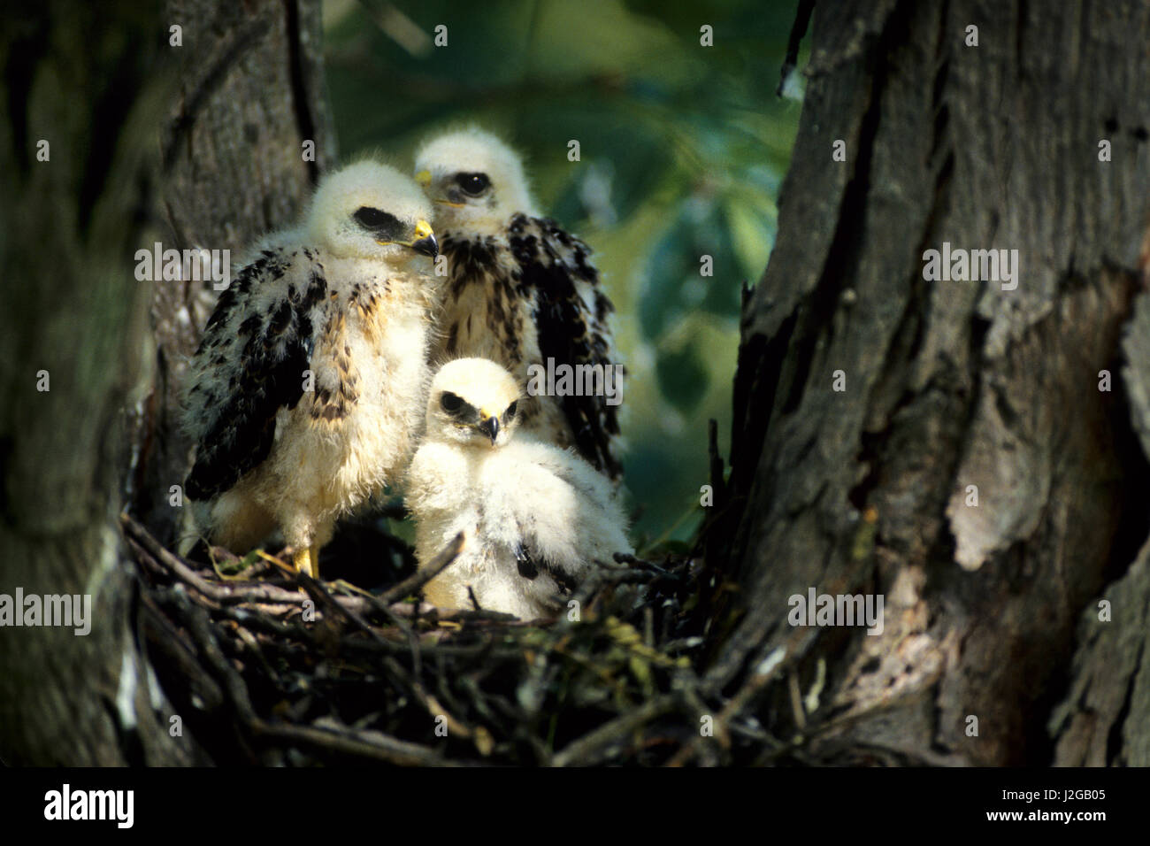 Broad-winged hawk (Buteo platypterus) juveniles at nest site, Illinois Stock Photo