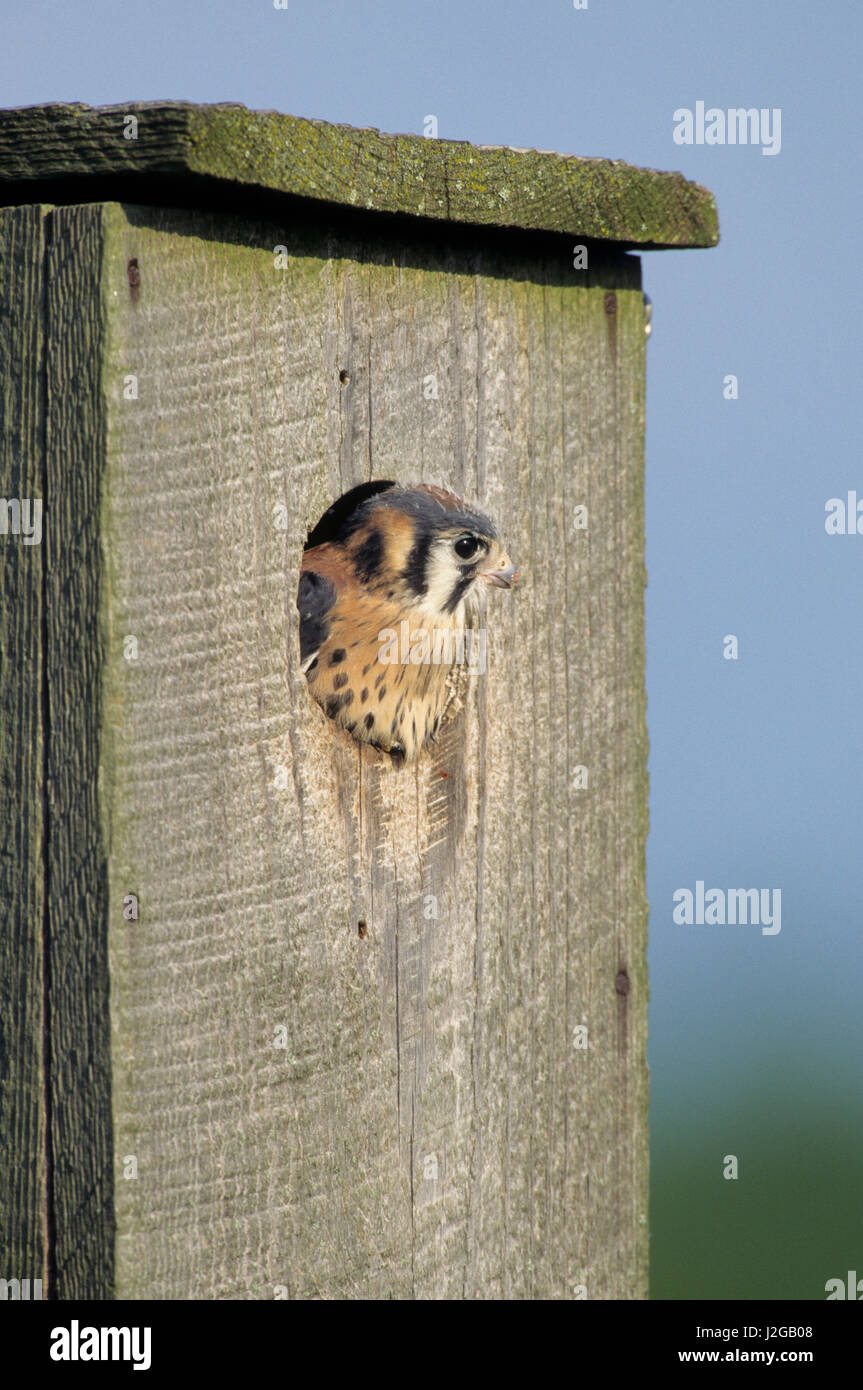 American Kestrel (Falco Sparverius) male nestling looking out of nest box, Marion County, Illinois Stock Photo