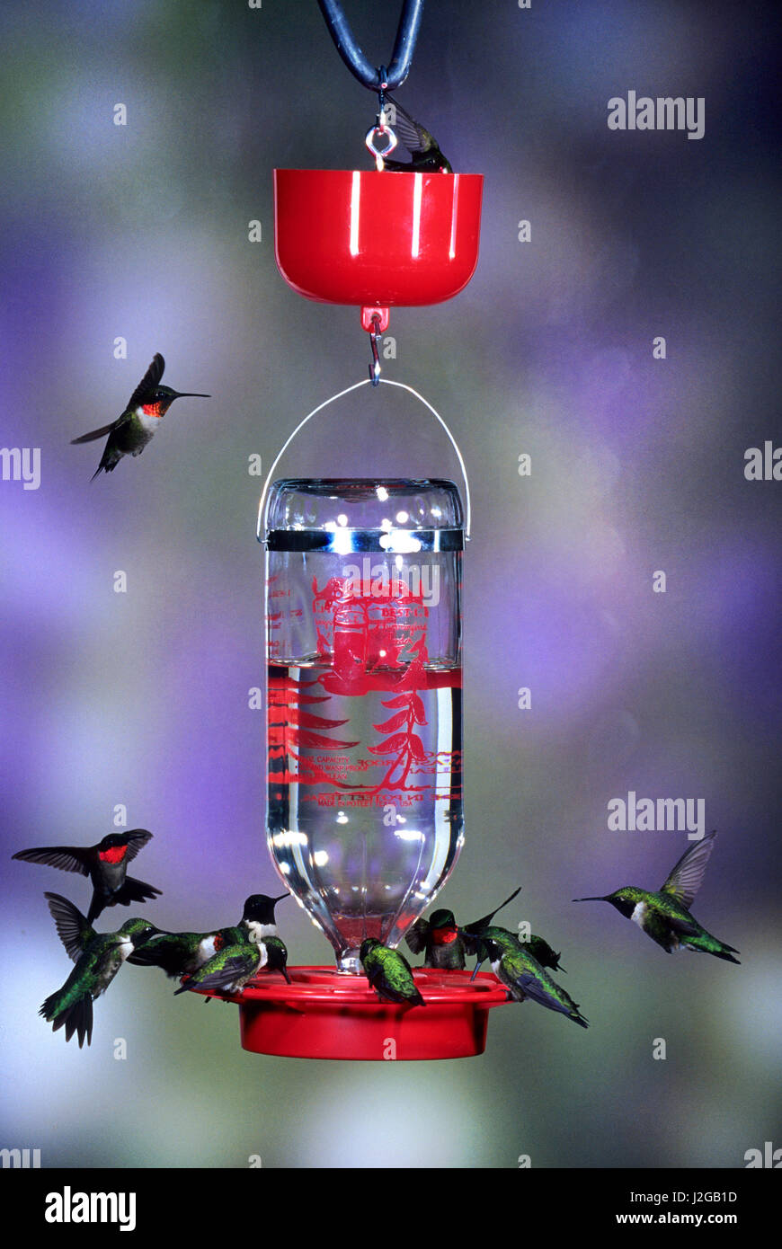 Bird Feeder Protector Stock Photos Bird Feeder Protector Stock