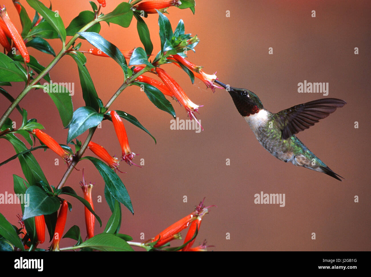 Ruby-throated Hummingbird (Archilochus colubris) male at Cigar Plant (Cuphea Ignea), Shelby County, Illinois Stock Photo