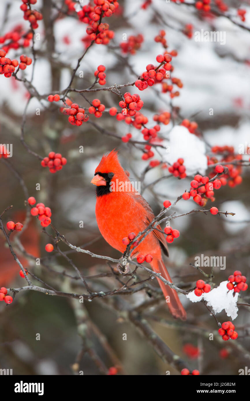 Bird in winterberry hires stock photography and images Alamy