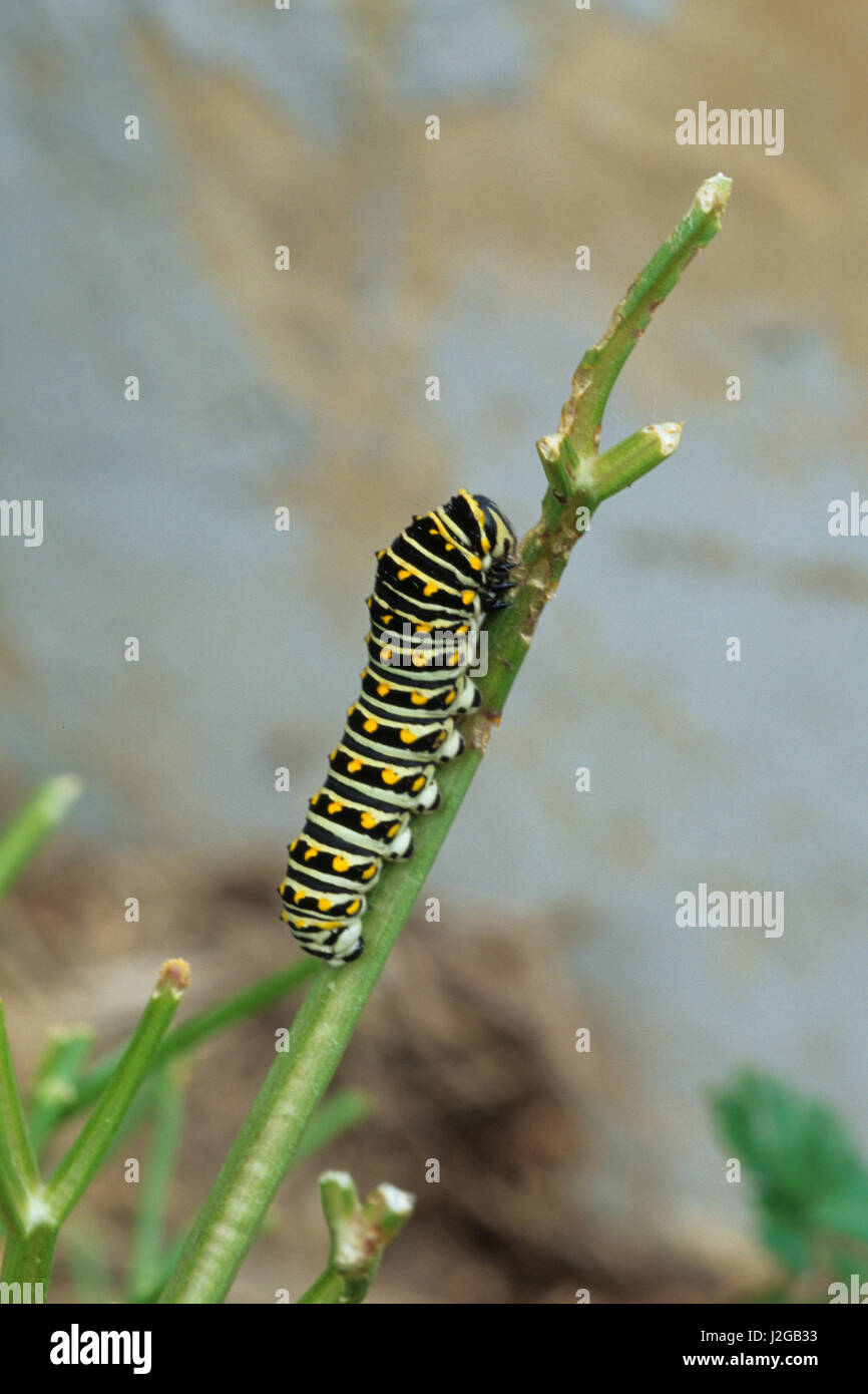 Black Swallowtail (Papilio Polyxenes) larva on parsley Marion County, Illinois Stock Photo
