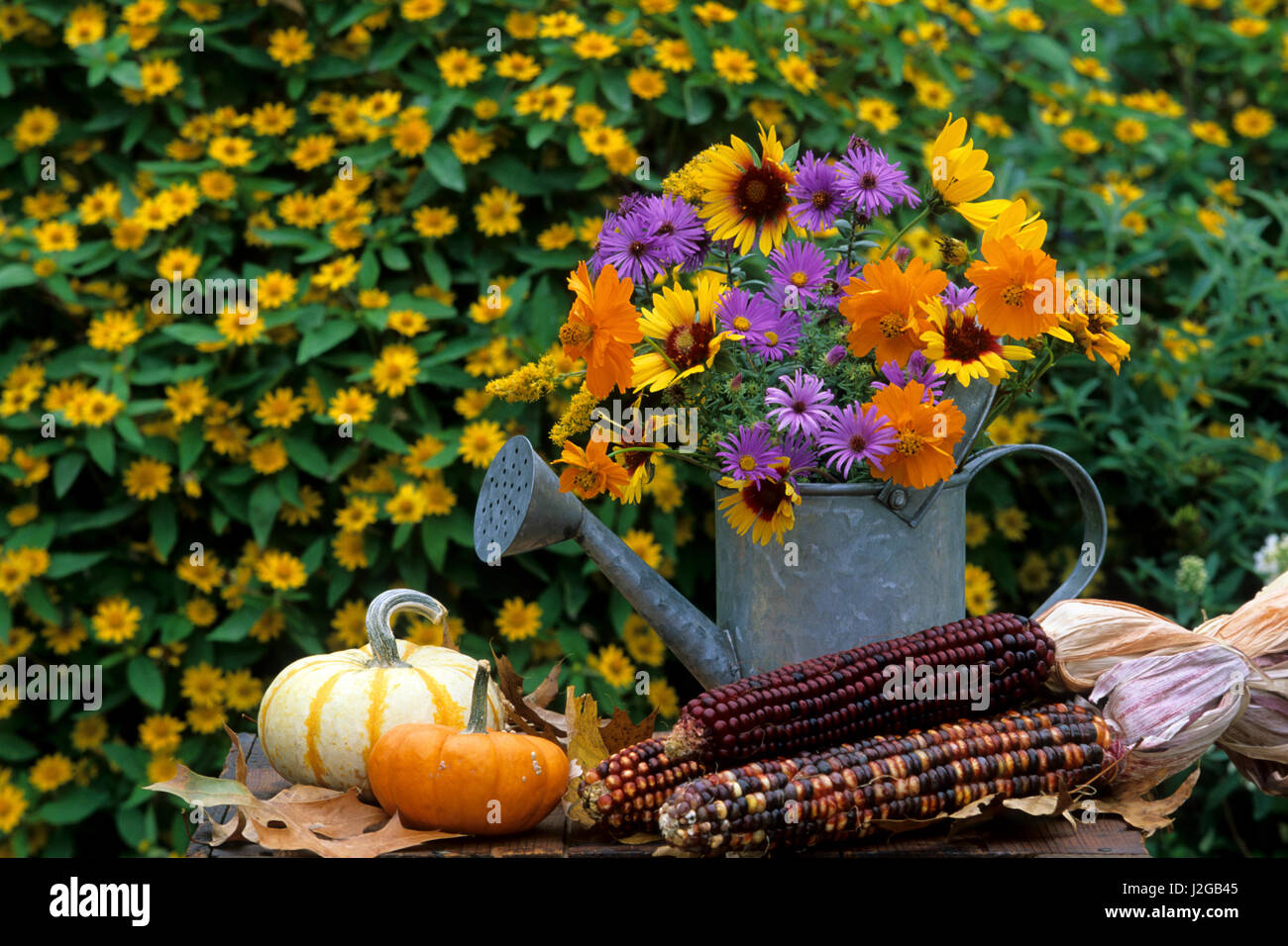 Autumn Bouquet, Asters, Cosmos, Gaillardia, Goldenrod in watering can. Mini gourds, pumpkins, corn, Melampodium Illinois Stock Photo