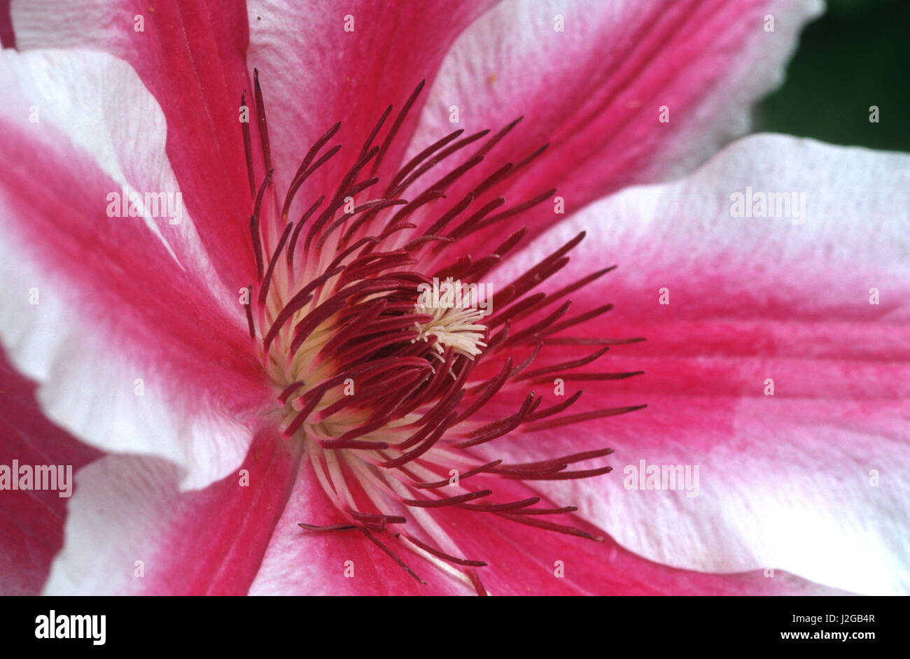 Carnaby Clematis flower, Marion County, Illinois Stock Photo