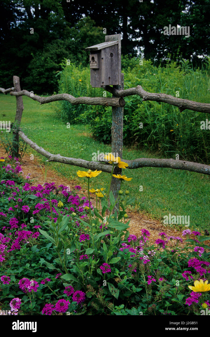 Birdhouse on rustic fence with Prairie Sun Rudbeckia (Rudbeckia Hirta) and Homestead Purple Verbena, Illinois Stock Photo