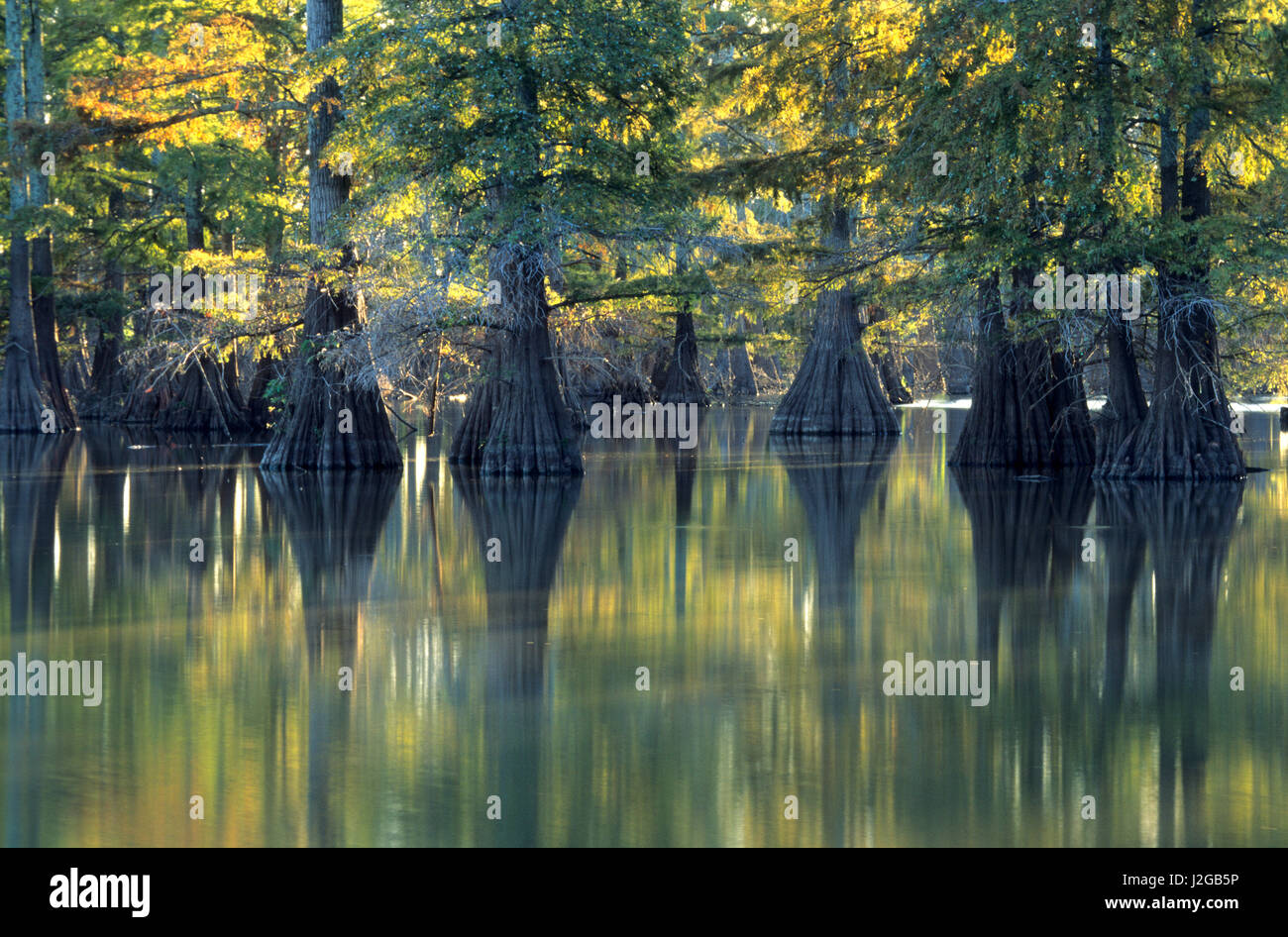 Bald Cypress (Taxodium distichum) trees Horseshoe Lake State Park Illinois Stock Photo