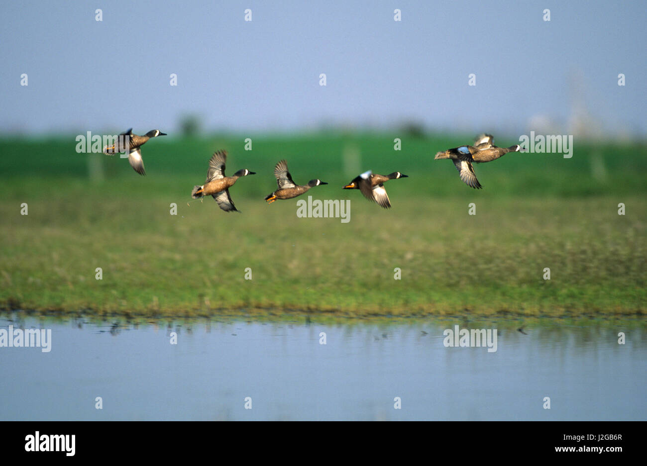Blue-winged Teal (Anas discors) in flight, Marion County, Illinois Stock Photo
