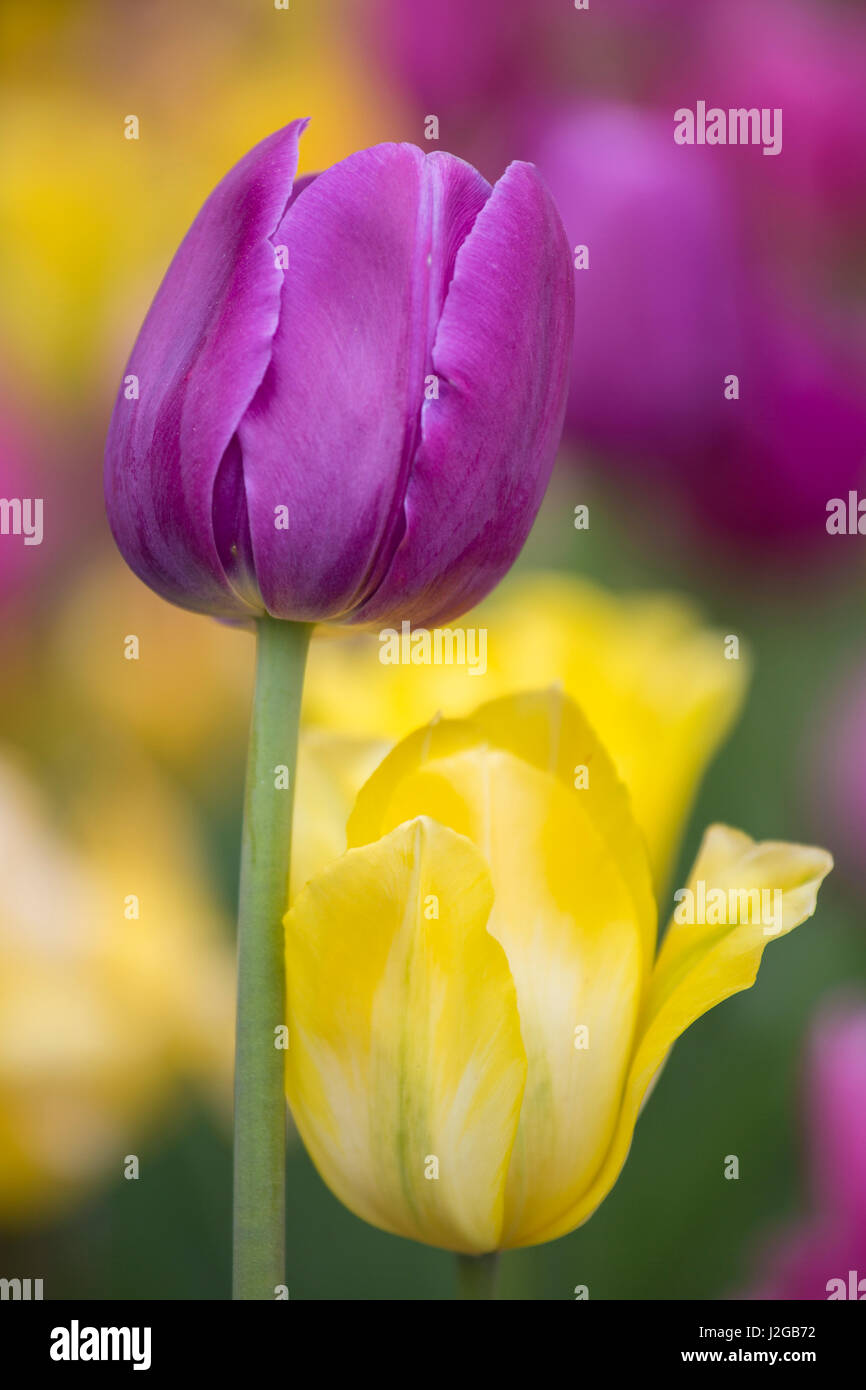 Pink, yellow, and purple tulips, Chicago Botanic Garden, Glencoe, Illinois Stock Photo