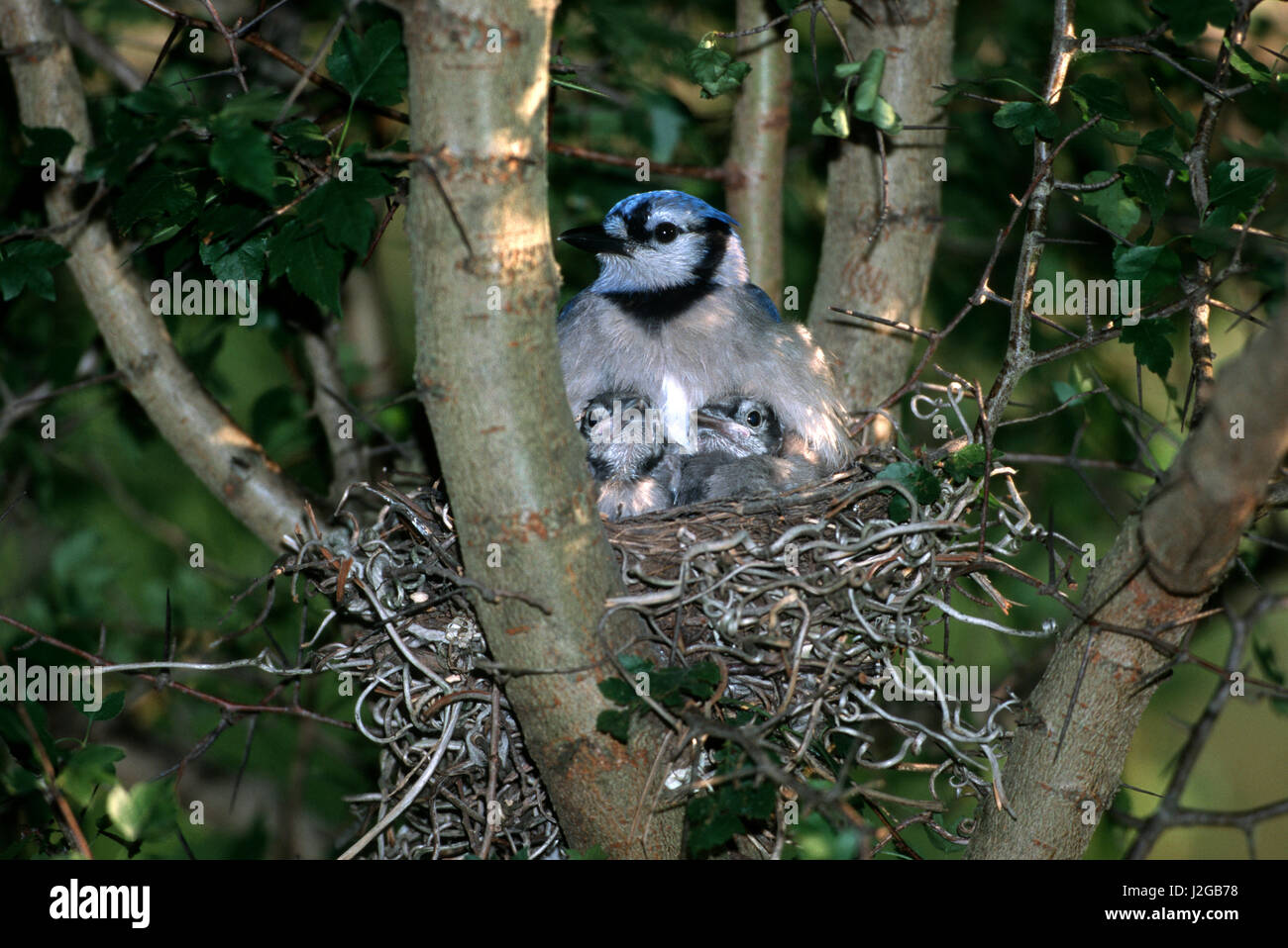 Blue Jay Nest High Resolution Stock Photography And Images Alamy Blue Jay Nest High Resolution Stock Photography And Images Alamy