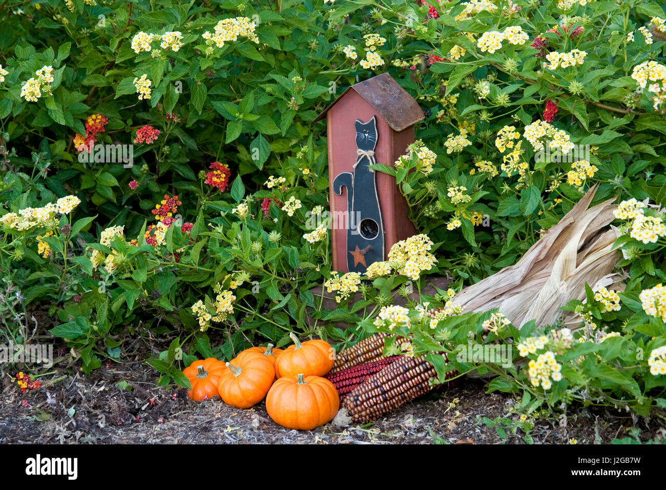 Birdhouse, pumpkins, and ornamental corn in garden with yellow lantana ...