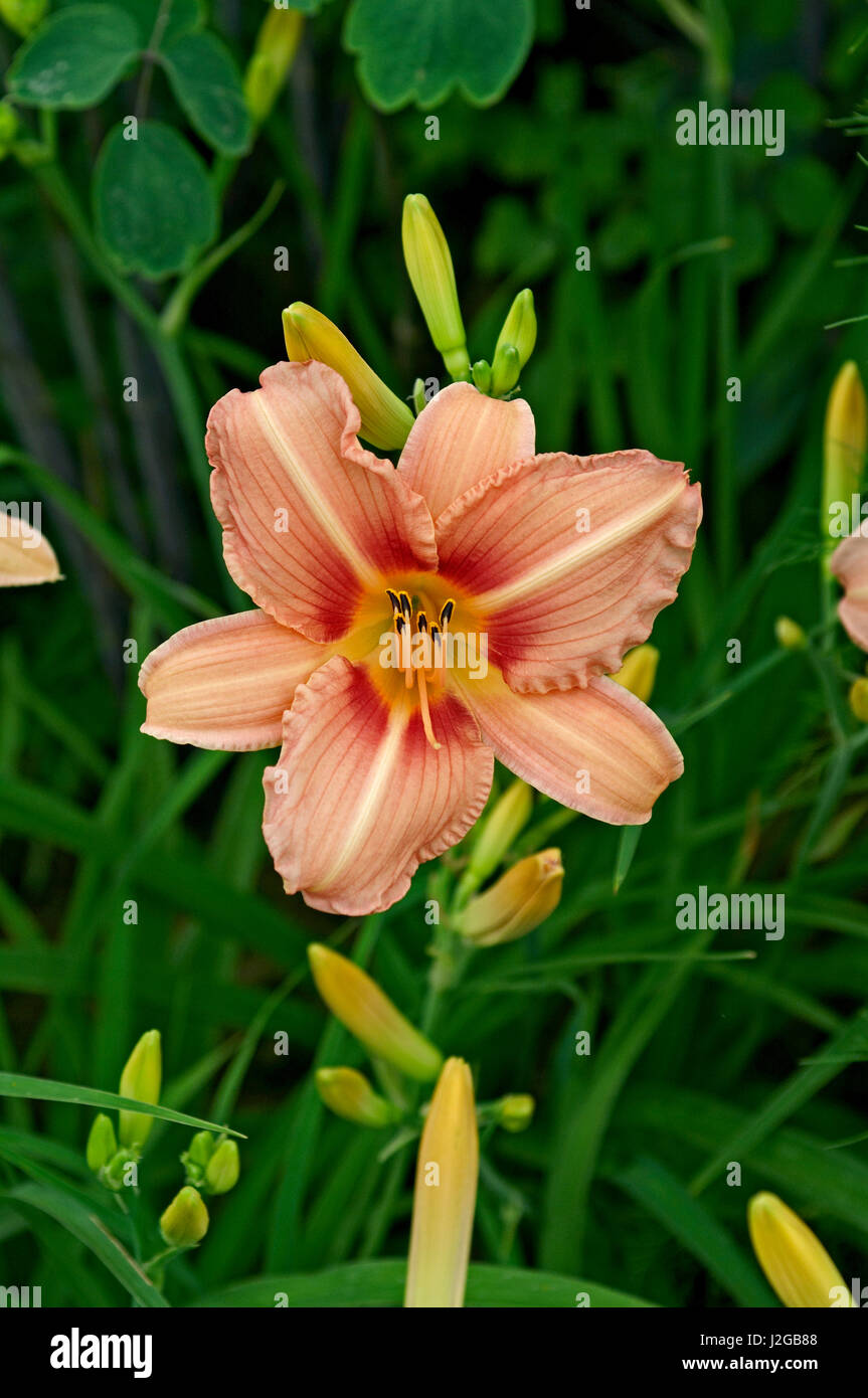 Flowering Hemerocallis 'Stoke Poges' Stock Photo